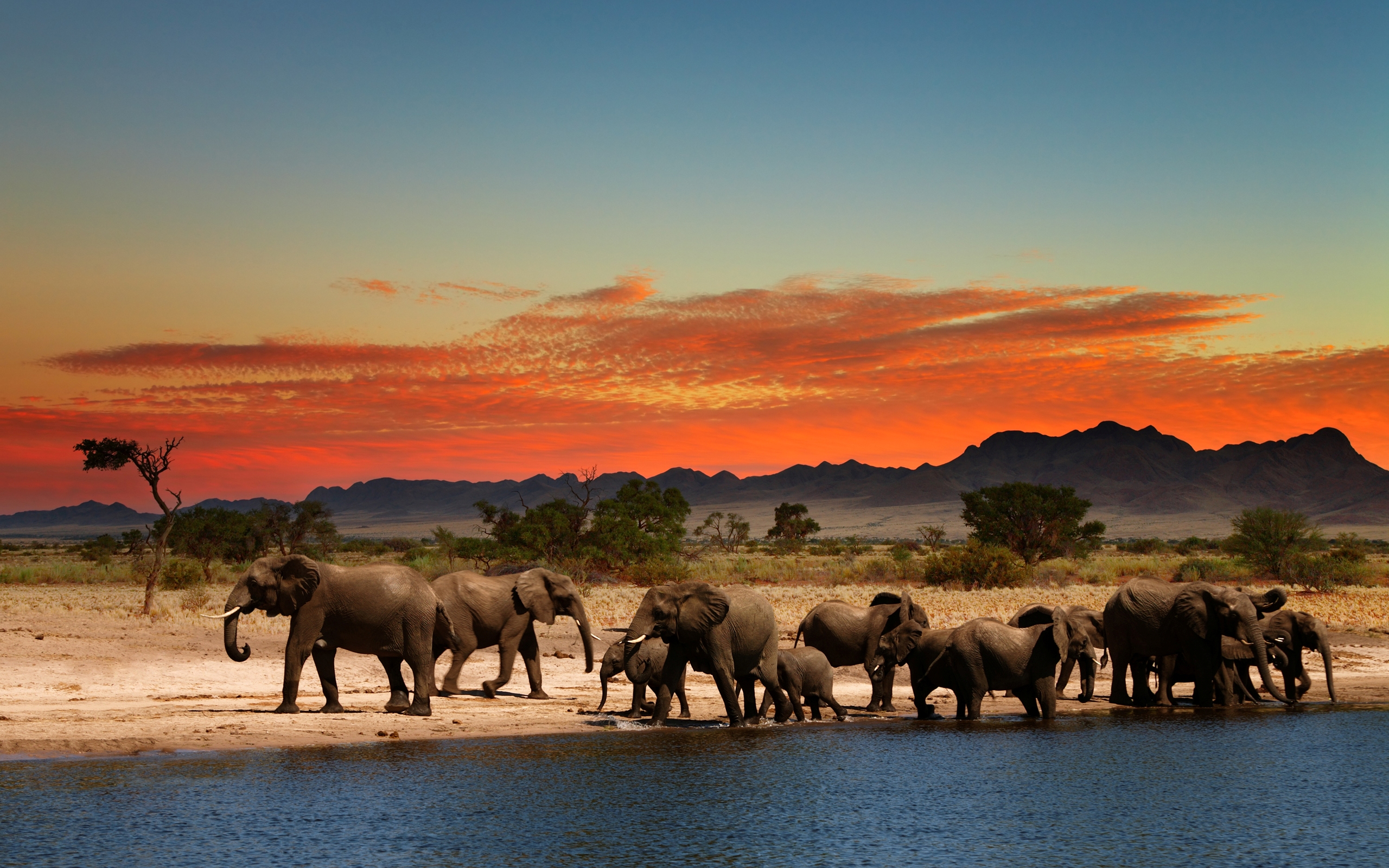 Desktop Elephant Hd Wallpapers - South Africa Safari , HD Wallpaper & Backgrounds