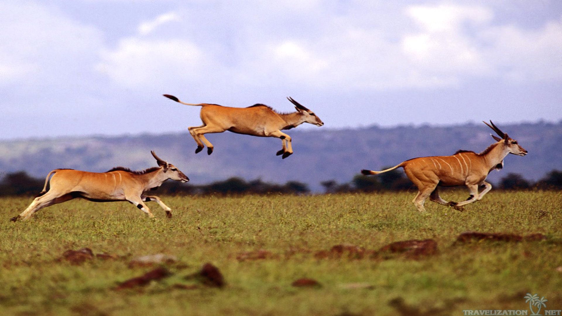 Download - African Safari Animals , HD Wallpaper & Backgrounds