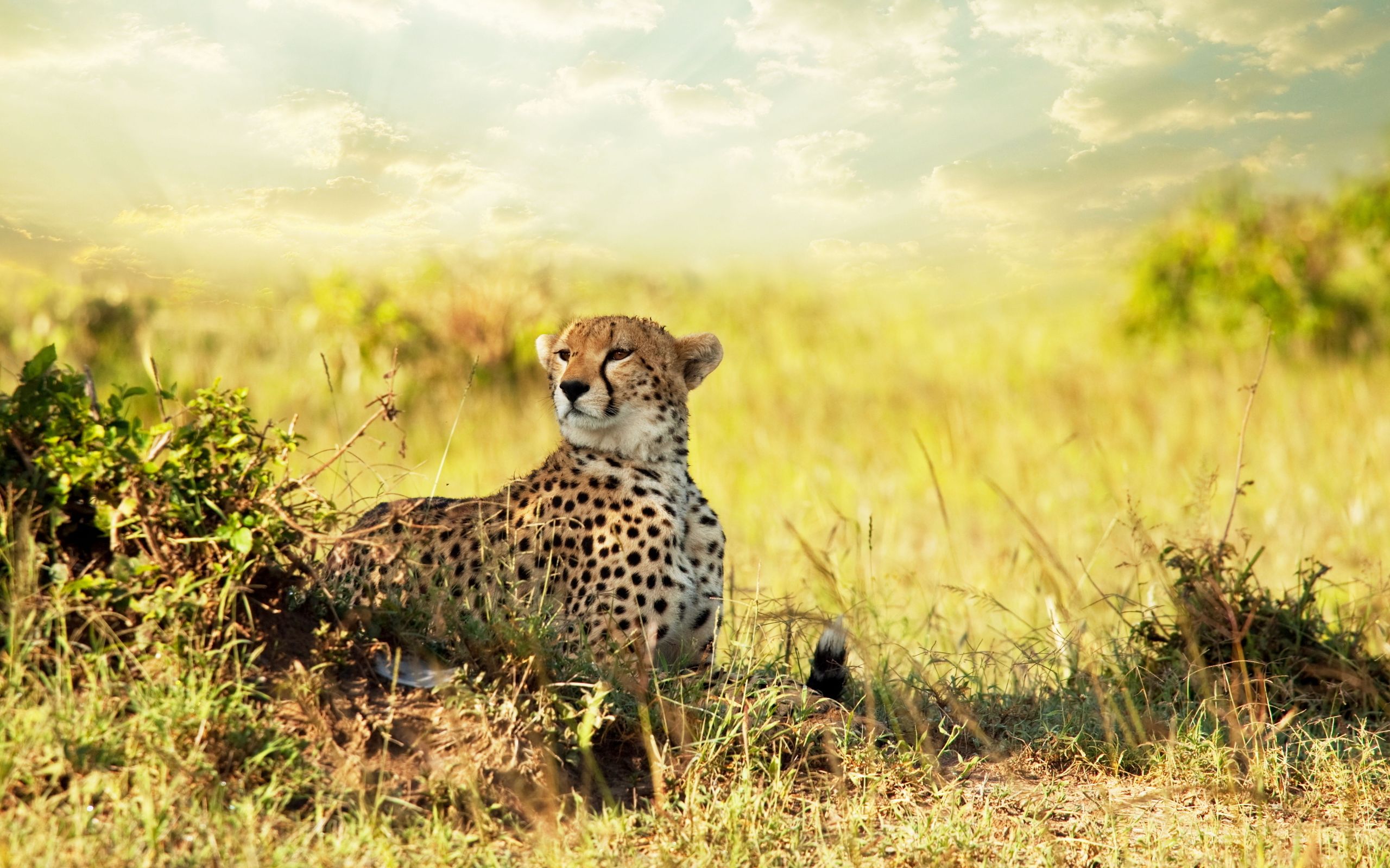 Africa Wallpaper Desktop Animals Hd - African Savanna Hd , HD Wallpaper & Backgrounds