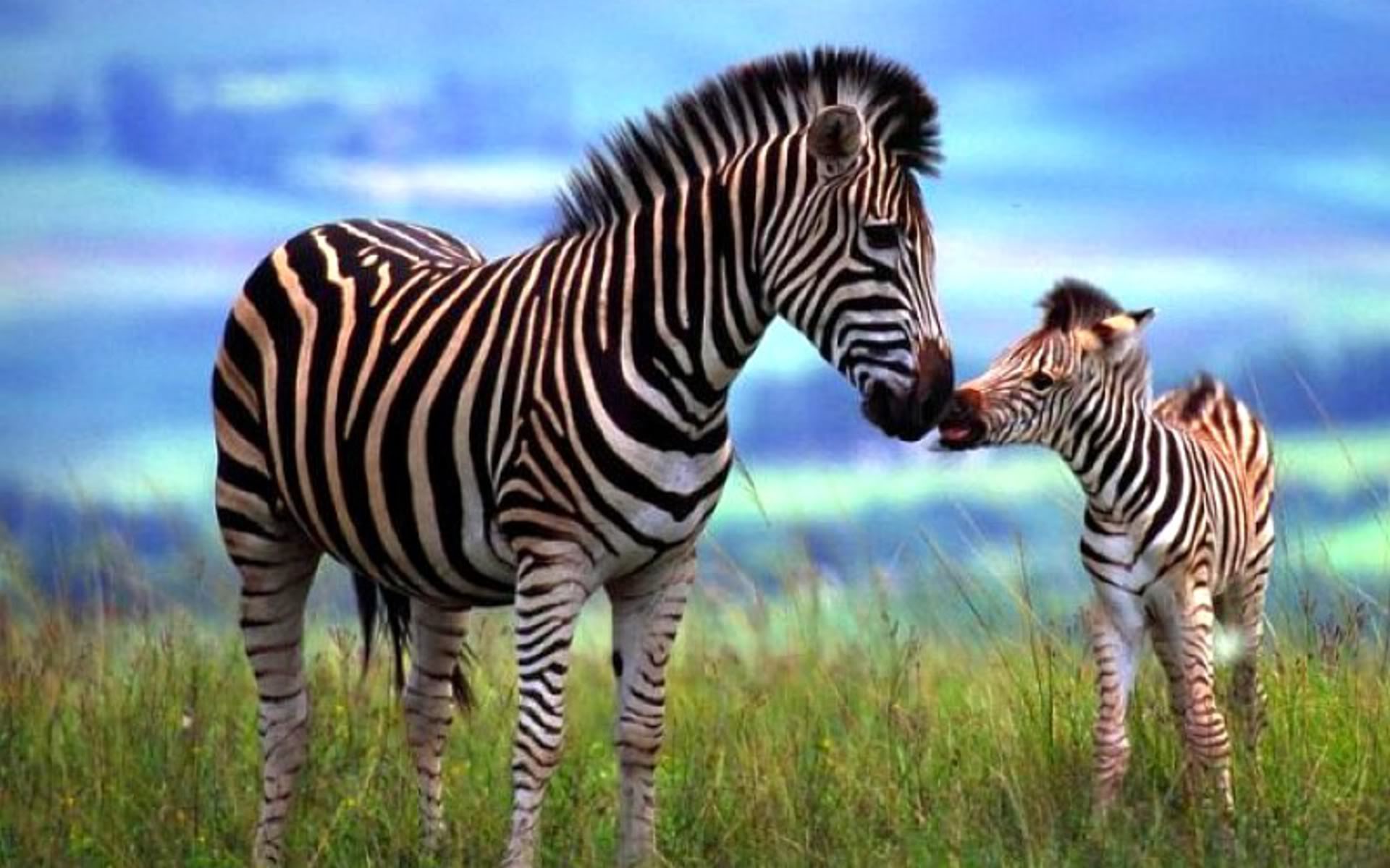 Mother And Baby Zebra , HD Wallpaper & Backgrounds