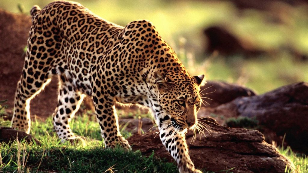 Wild Animal Leopard Wallpaper Hd 1024×576 - Indian Wildlife , HD Wallpaper & Backgrounds
