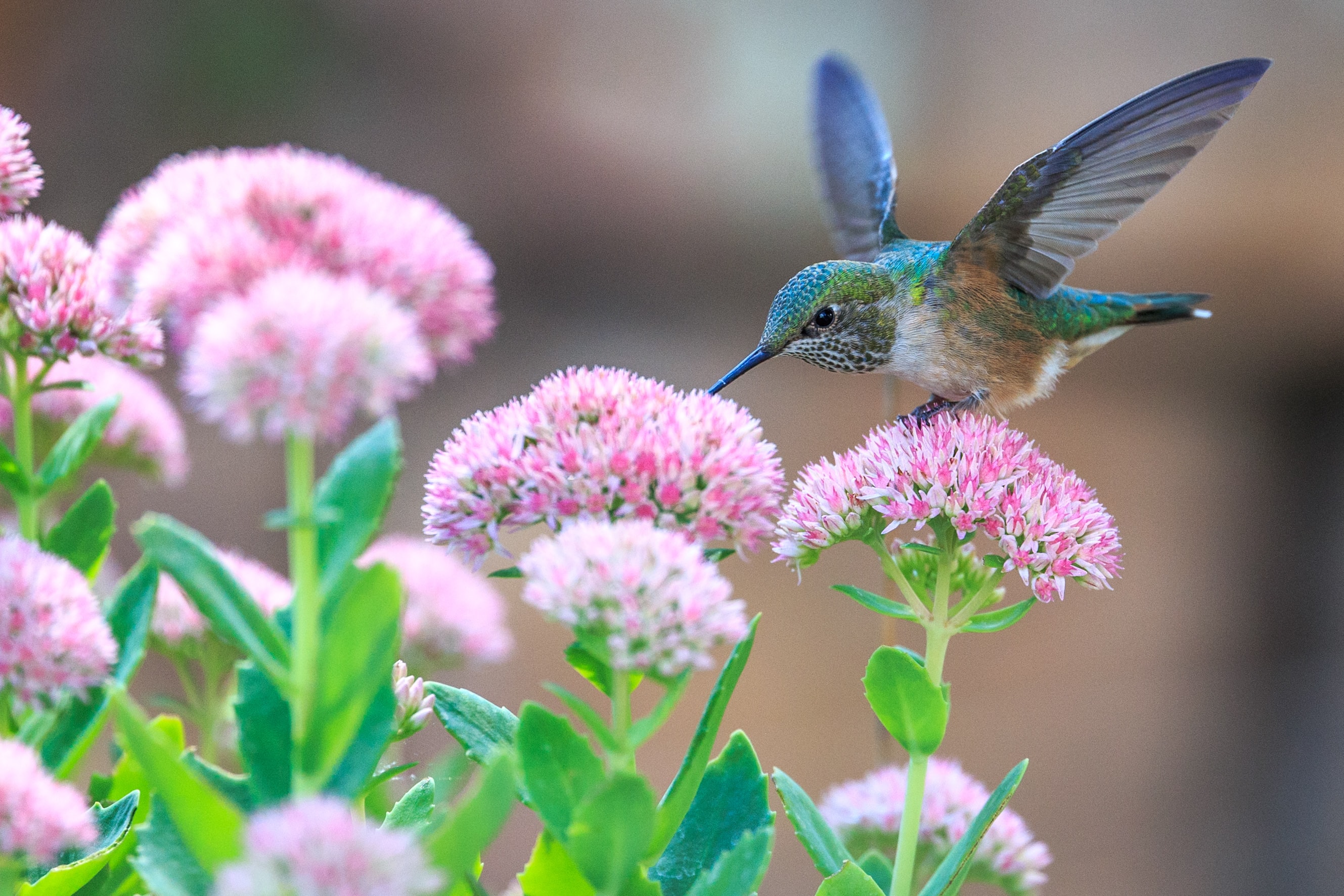 Attract Hummingbirds , HD Wallpaper & Backgrounds