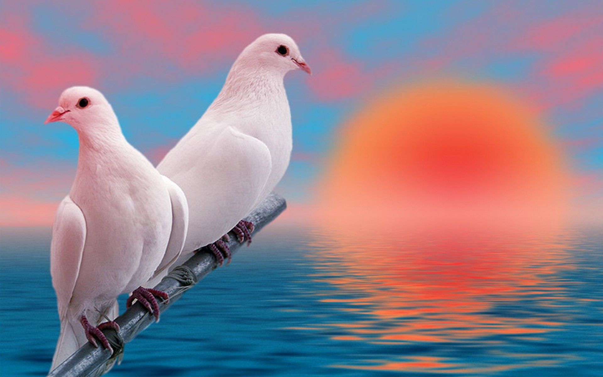 Chidiya Wallpaper - Beautiful Love Birds , HD Wallpaper & Backgrounds