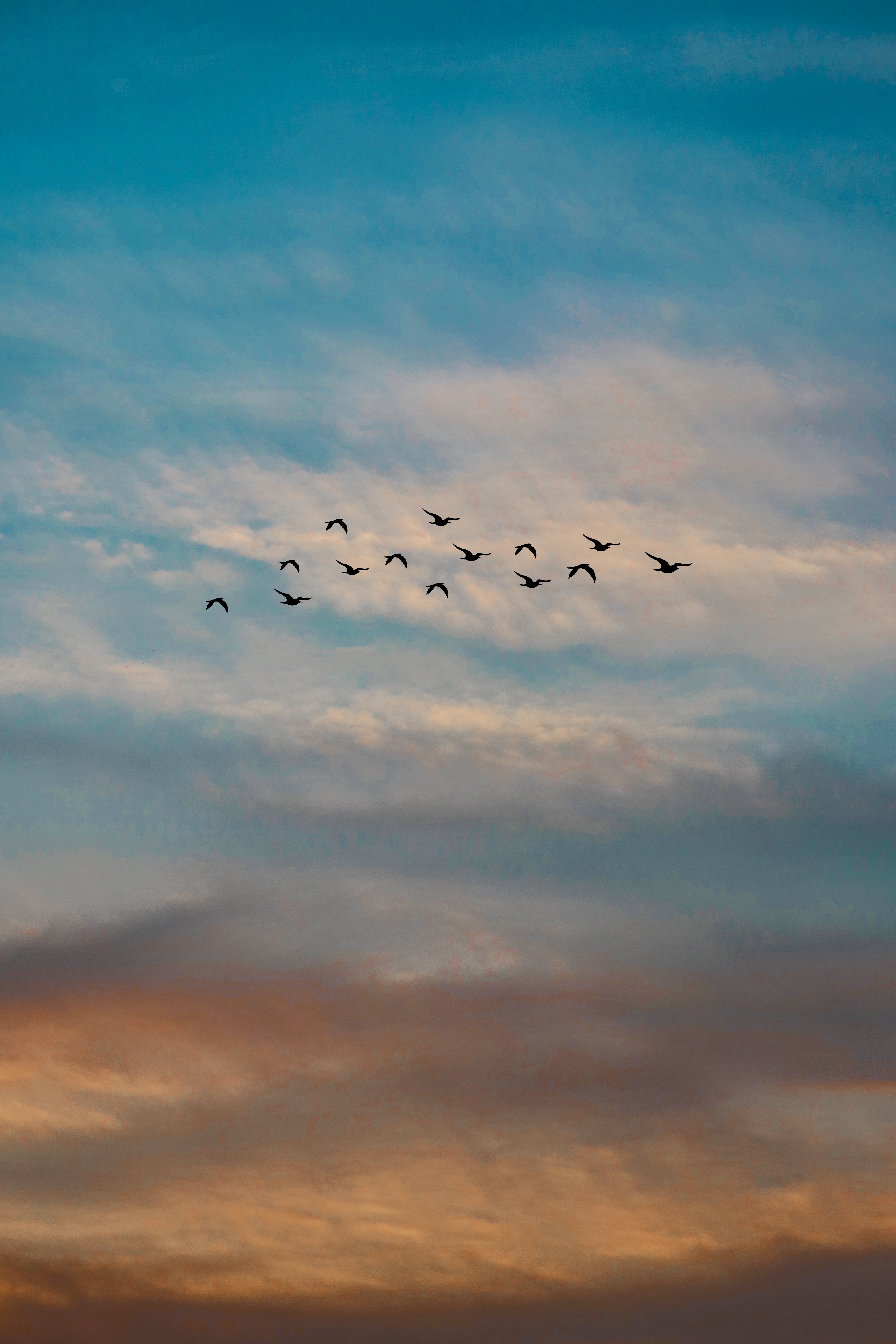 Burung Terbang Di Langit 4k , HD Wallpaper & Backgrounds