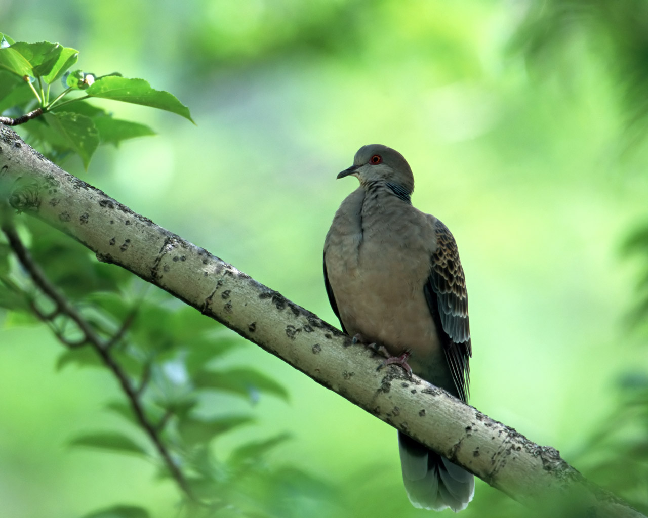 Dove Sitting On Tree , HD Wallpaper & Backgrounds
