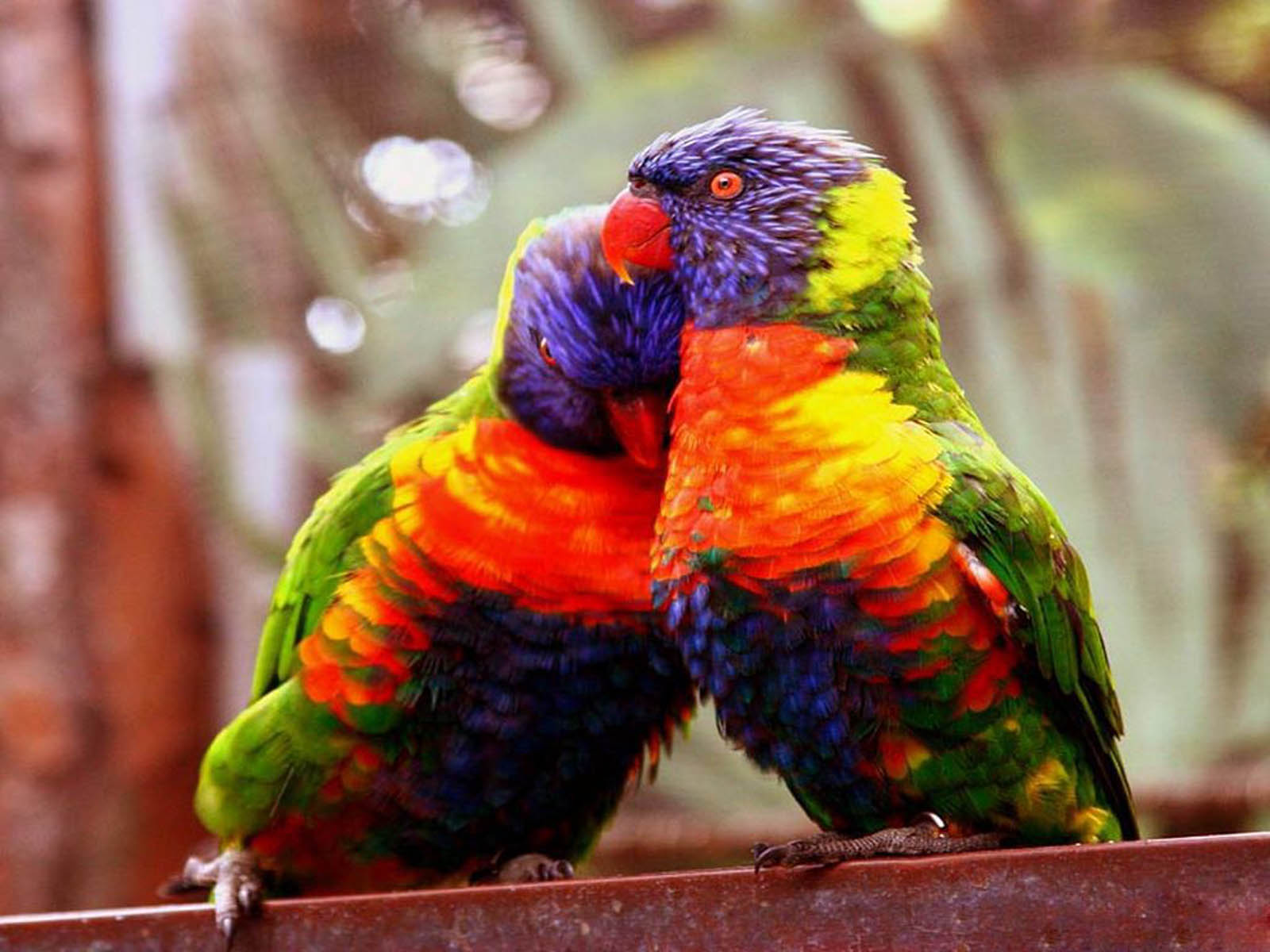 Jango Forum - Love Birds Wallpapers Free Download , HD Wallpaper & Backgrounds