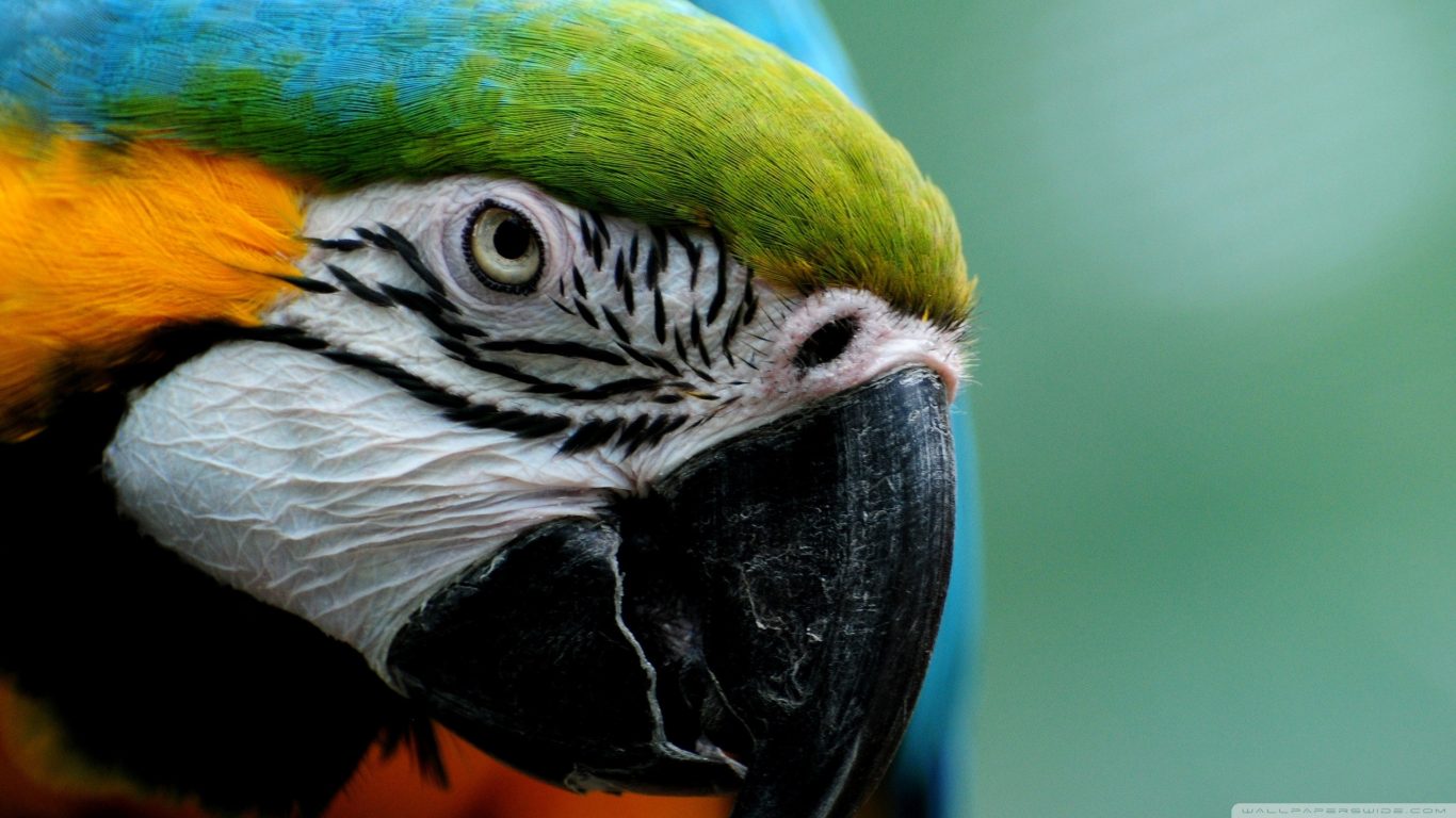 Parrot Bird Colourful Macaw Hd Live Wallpaper - Parrot Wallpapers Iphone , HD Wallpaper & Backgrounds