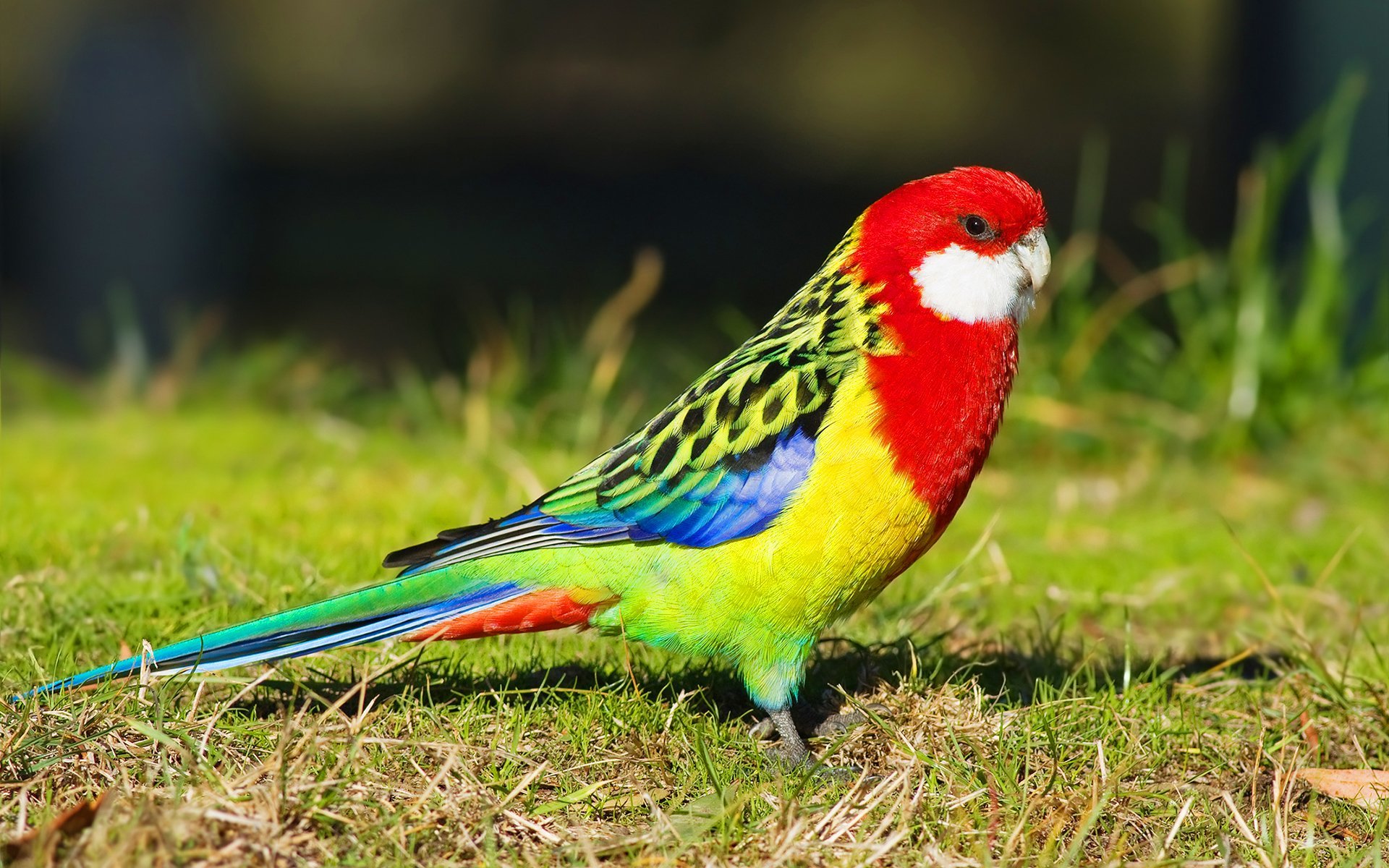 Parrot Wallpaper Live Hd Wallpaper Hq Pictures Images - Eastern Rosella , HD Wallpaper & Backgrounds