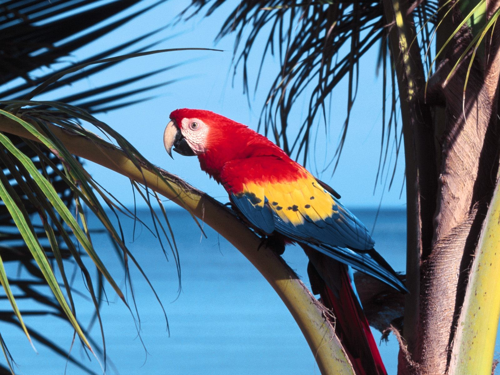 Bird Scarlet Macaw Parrot Paroquet Cute Birds Pictures - Birds Sitting In A Tree , HD Wallpaper & Backgrounds