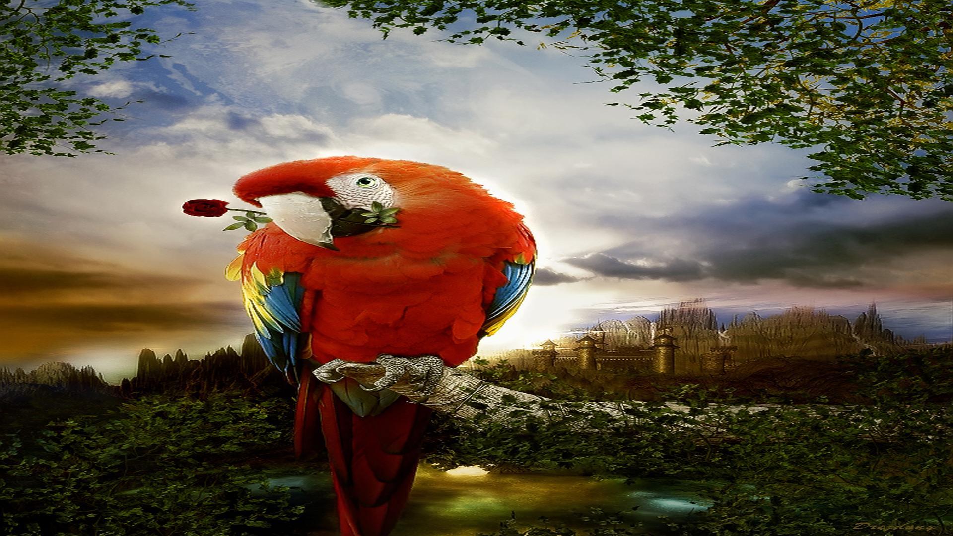 Parrot In Love - Gify Papoušci , HD Wallpaper & Backgrounds