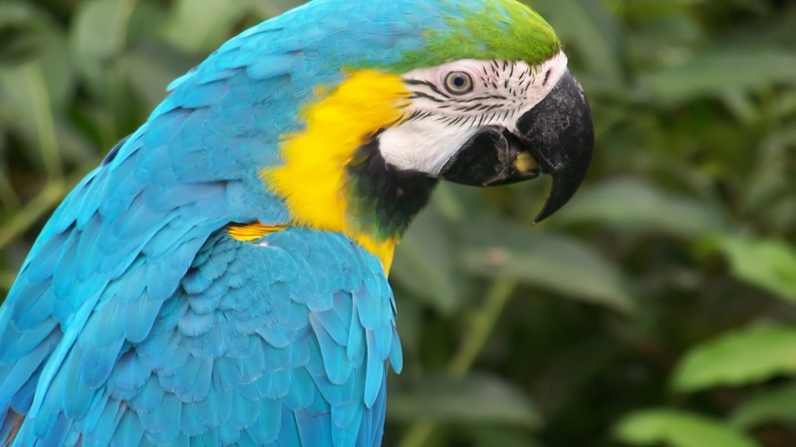 Worlds Cute Kissing Girl Hd Images, New Latest Unseen - Macaw Parrot , HD Wallpaper & Backgrounds