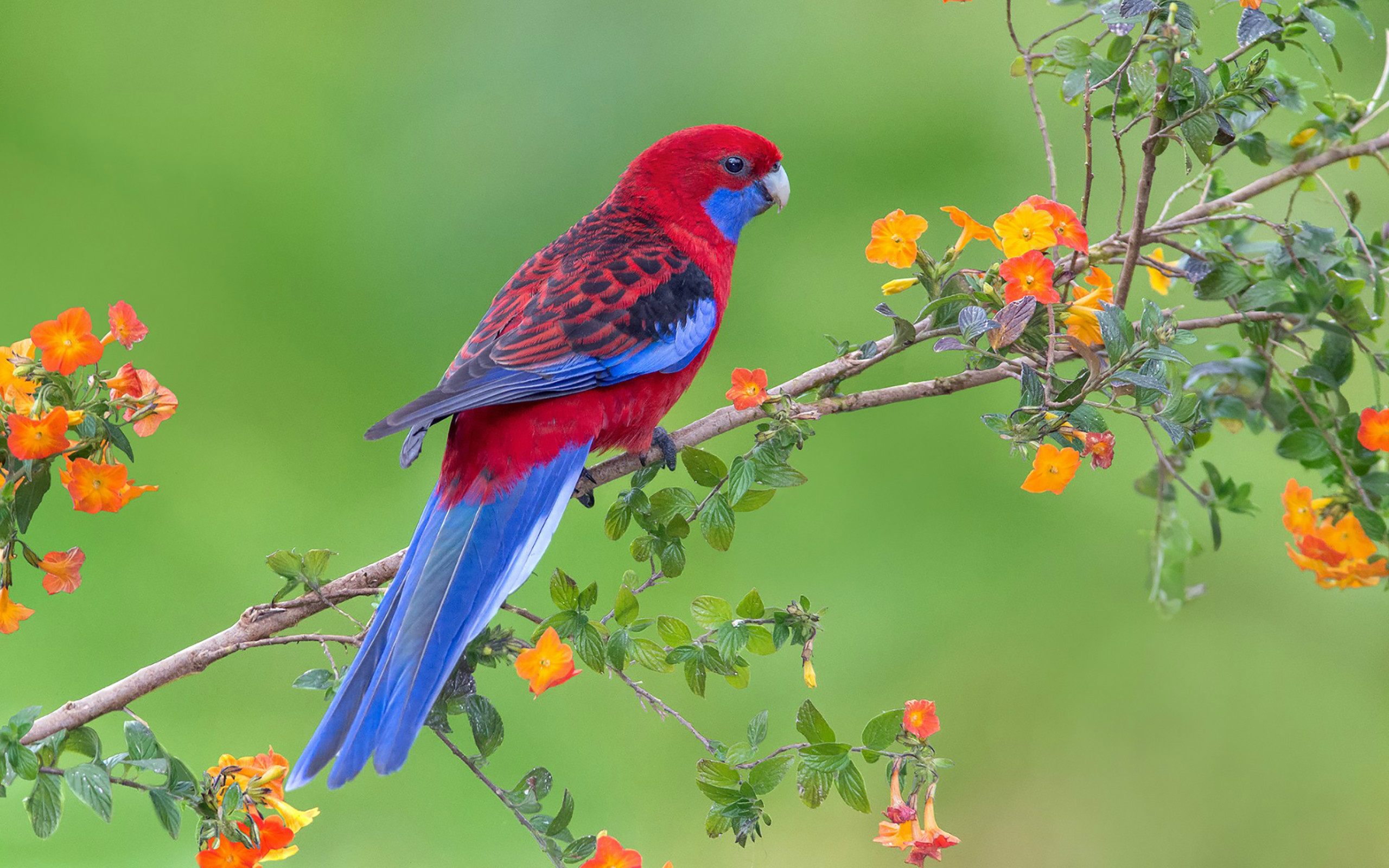 Beautiful Parrots In Love - Bird On Flower Tree , HD Wallpaper & Backgrounds