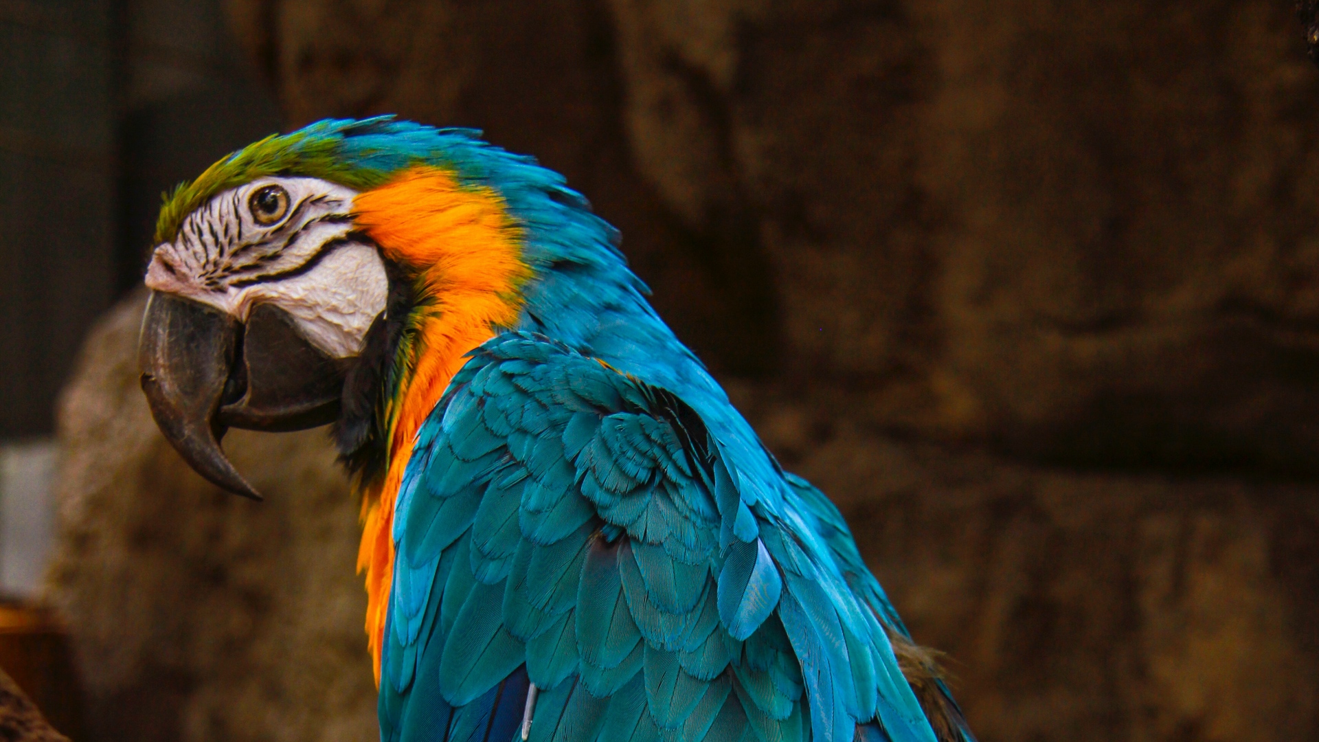 Wallpaper Parrot, Macaw, Bird, Blue - Iphone Parrot Wallpaper Black , HD Wallpaper & Backgrounds