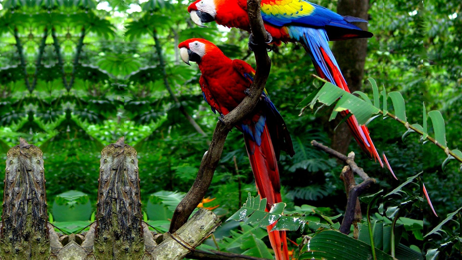 Carara National Park Costa Rica , HD Wallpaper & Backgrounds