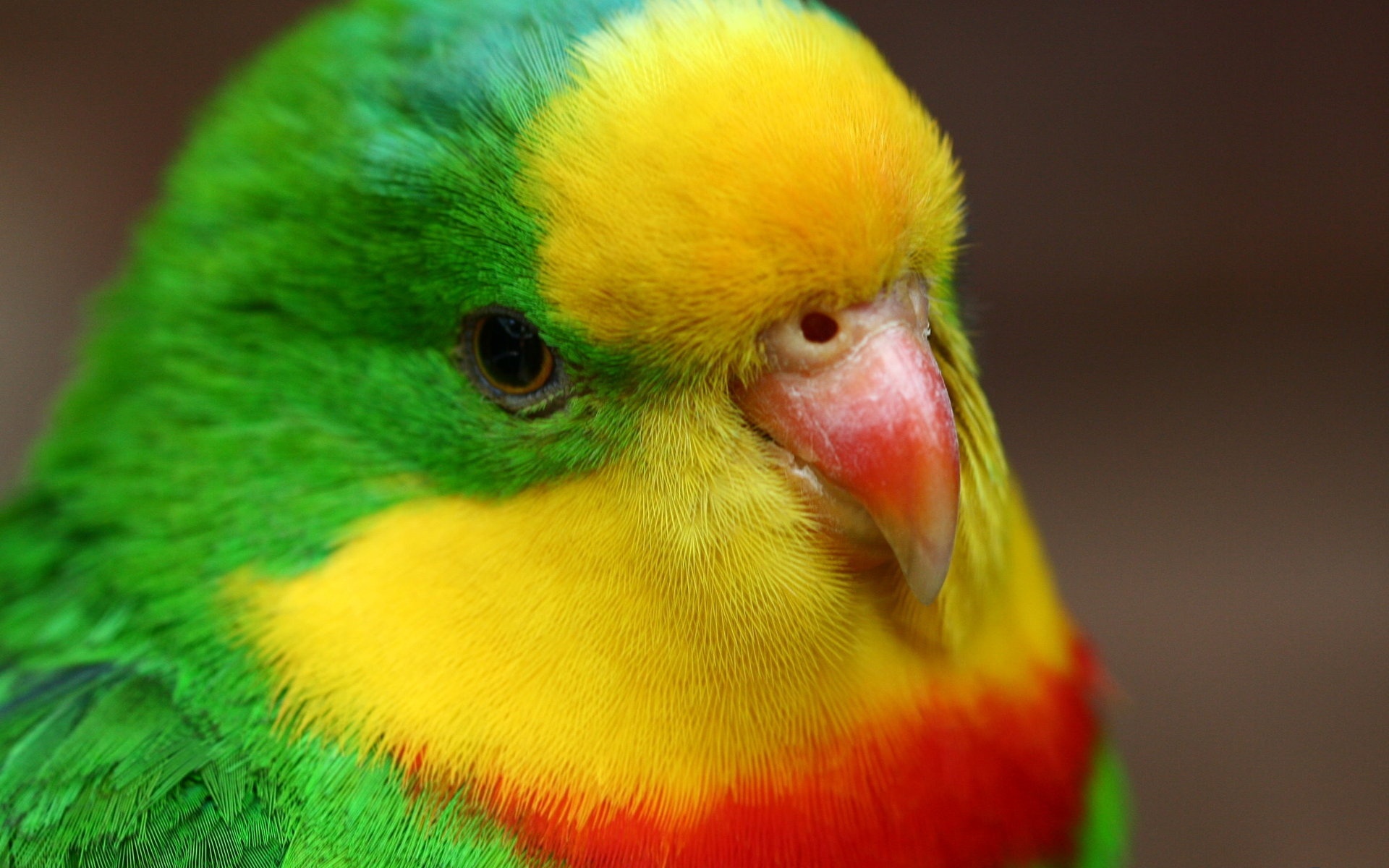 Parrot Wallpapers, Hd Pictures - Green Yellow Red Parrot , HD Wallpaper & Backgrounds