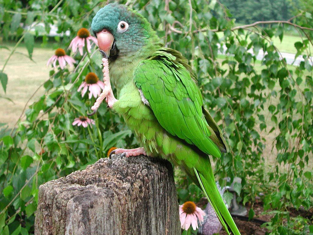 Parrot Wallpaper, Free Parrot Wallpaper, Parrot Desktop - Beautiful Hd Green Parrot , HD Wallpaper & Backgrounds
