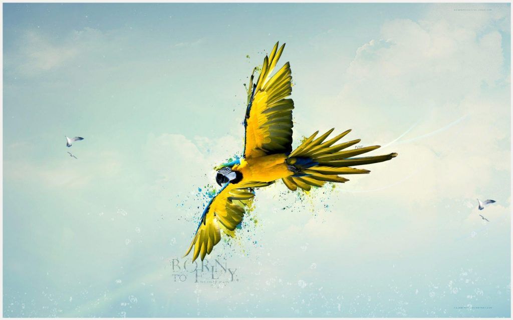 Born To Fly Yellow Parrot Wallpaper - Hd , HD Wallpaper & Backgrounds