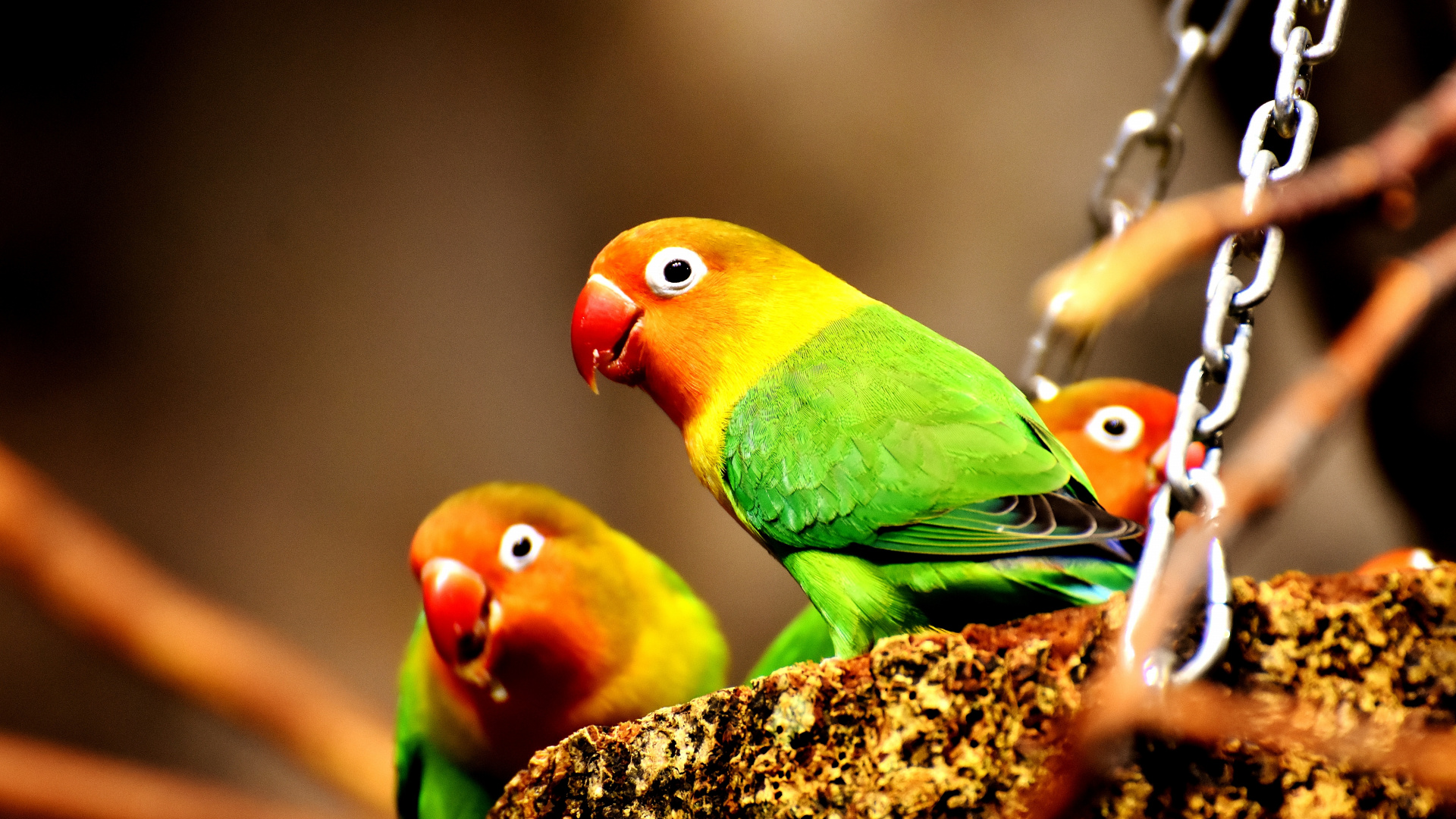Wallpaper Birds, Colorful, Parrots - Parrot , HD Wallpaper & Backgrounds