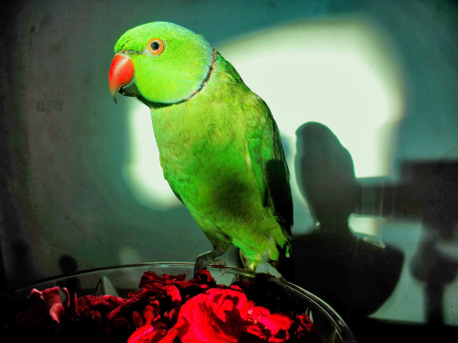 Parrot Wallpapers - Green Parrot Image Download , HD Wallpaper & Backgrounds