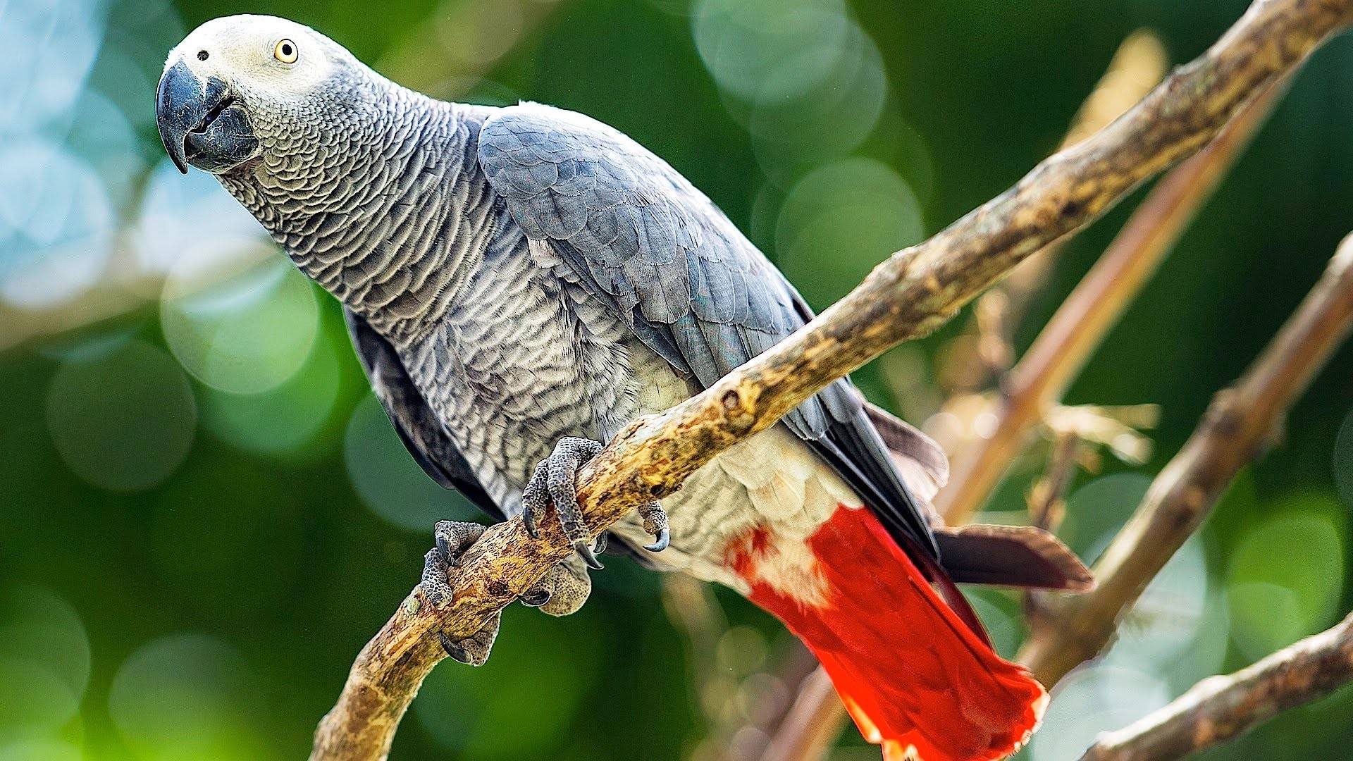 African, Grey, Parrot, Wide, High, Resolution, Grey, - African Grey Parrot , HD Wallpaper & Backgrounds