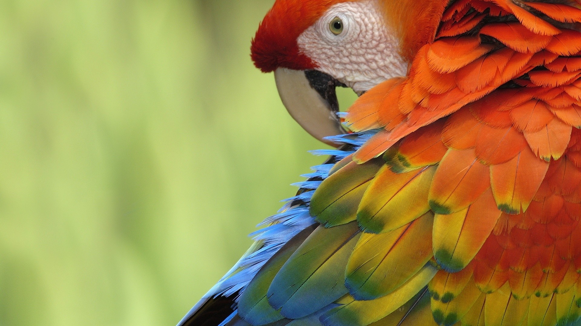Parrot Free Wallpapers - Parrot , HD Wallpaper & Backgrounds