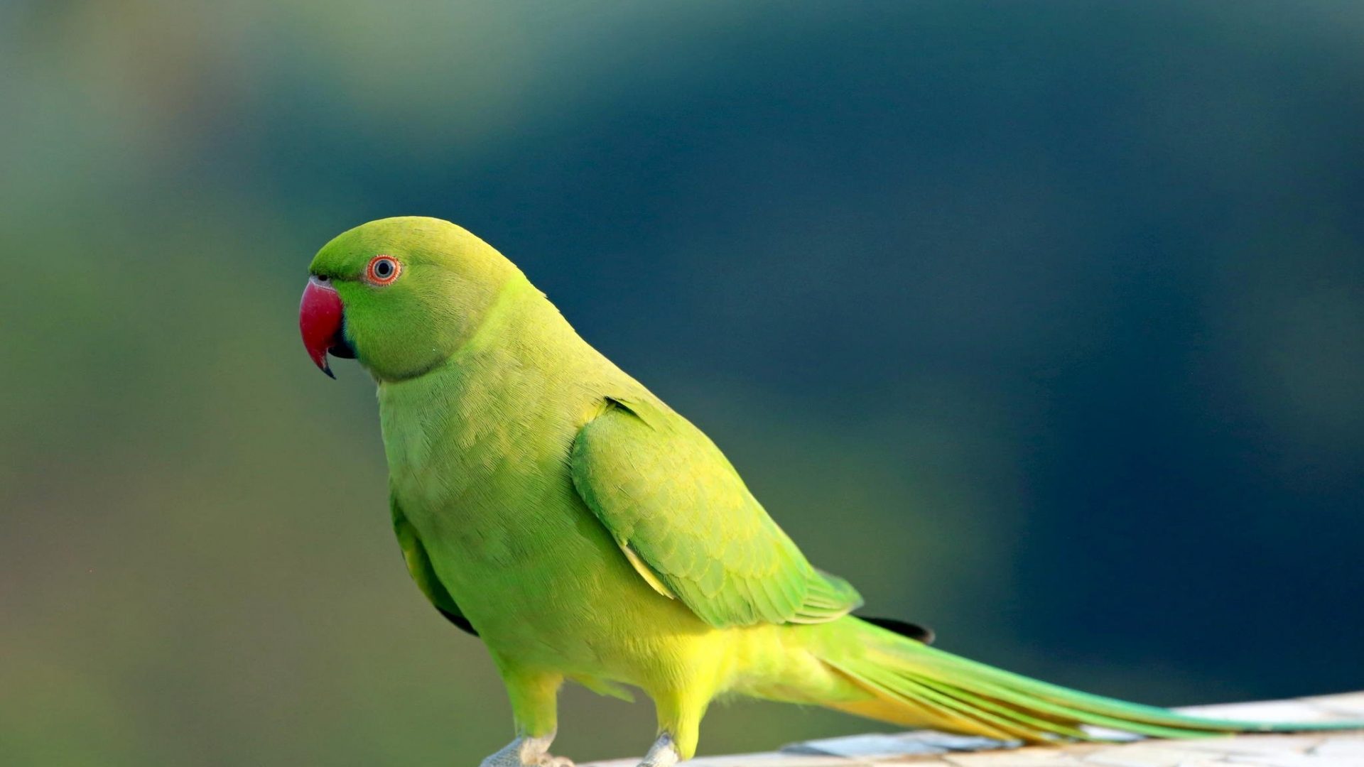 Birds Hd Wallpapers 1080p - Budgie , HD Wallpaper & Backgrounds