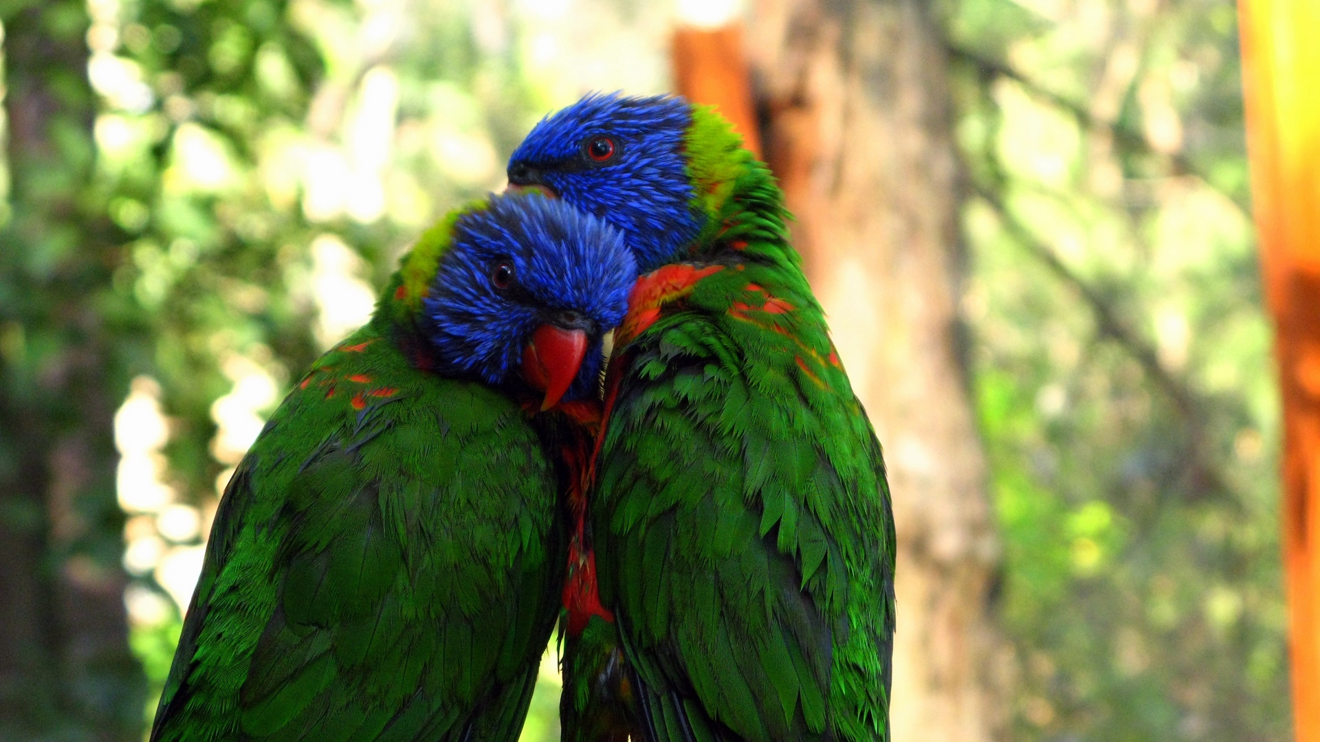 Wallpaper Parrots, Birds, Couple, Tenderness - Couple Parrots , HD Wallpaper & Backgrounds