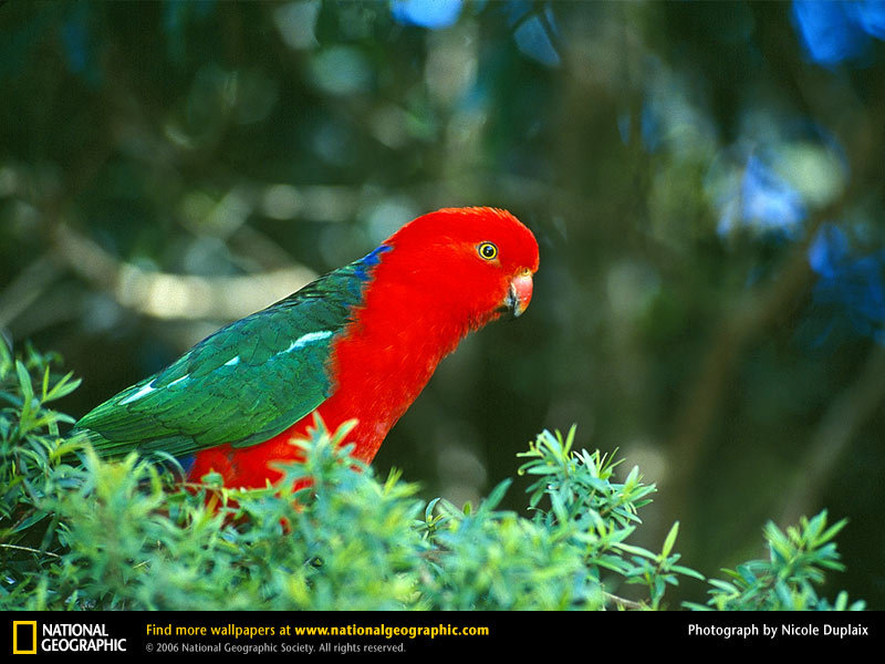 Australian King Parrot - Parrot Ki Photos Download , HD Wallpaper & Backgrounds