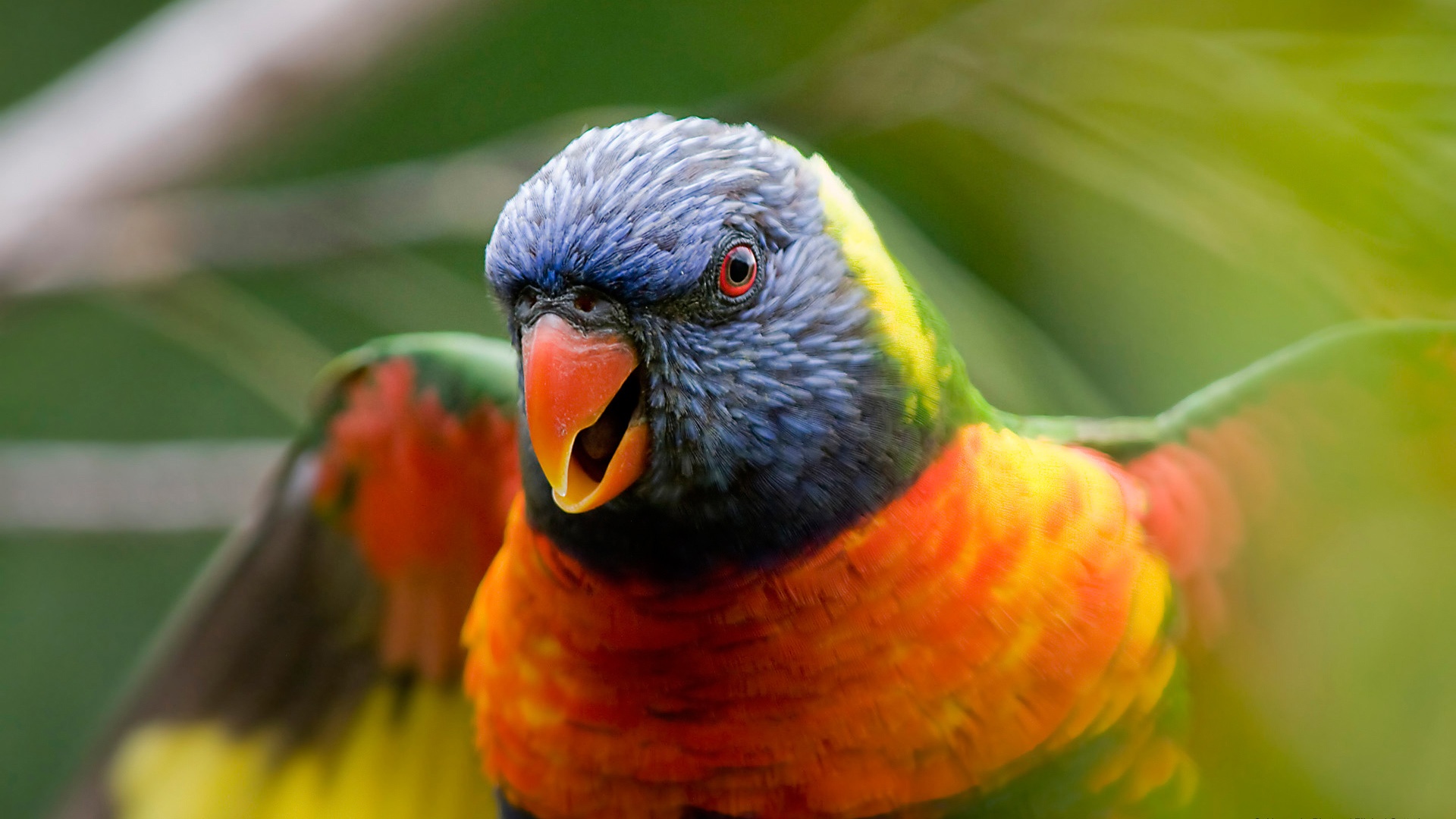 Full Hd Wallpaper Angry Parrot Bird Variegated - Imagenes Con Mucha Resolucion , HD Wallpaper & Backgrounds