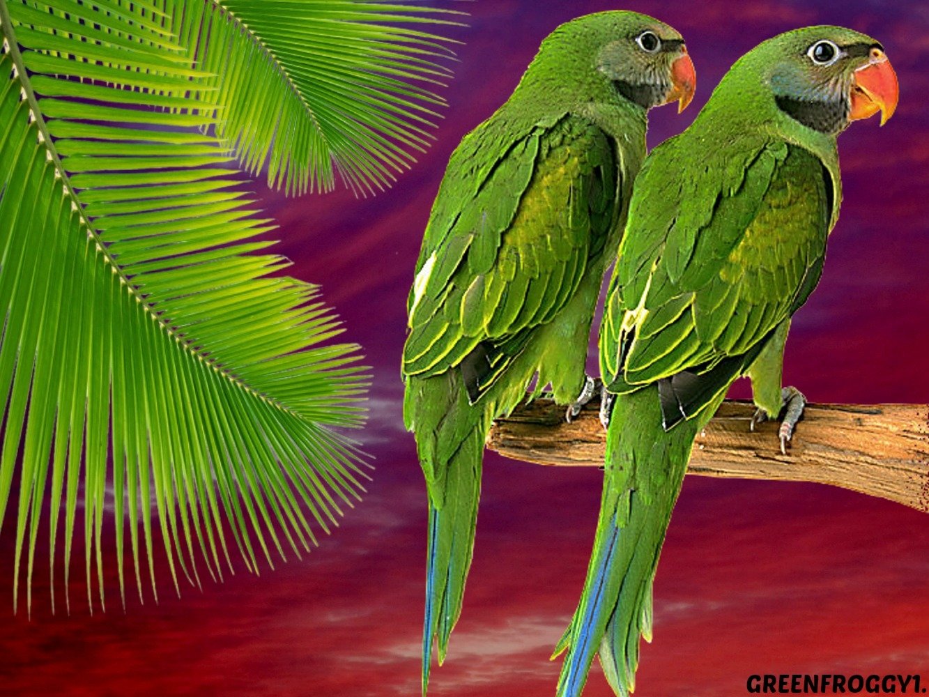 Wallpapers Id - - Green Parrot Wallpaper 3d , HD Wallpaper & Backgrounds