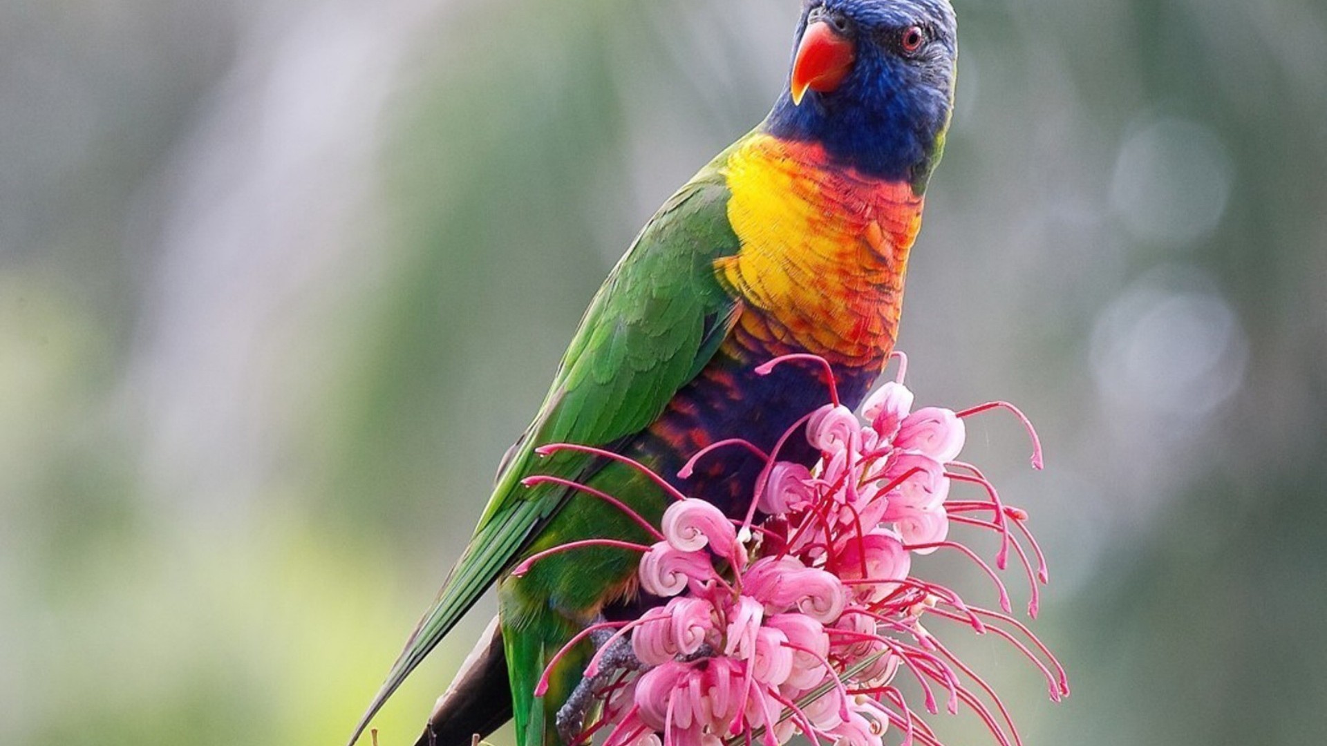 Bird Flowers Parrot Birds Flower Parrots Wallpaper - Cute Rainbow Lorikeet , HD Wallpaper & Backgrounds