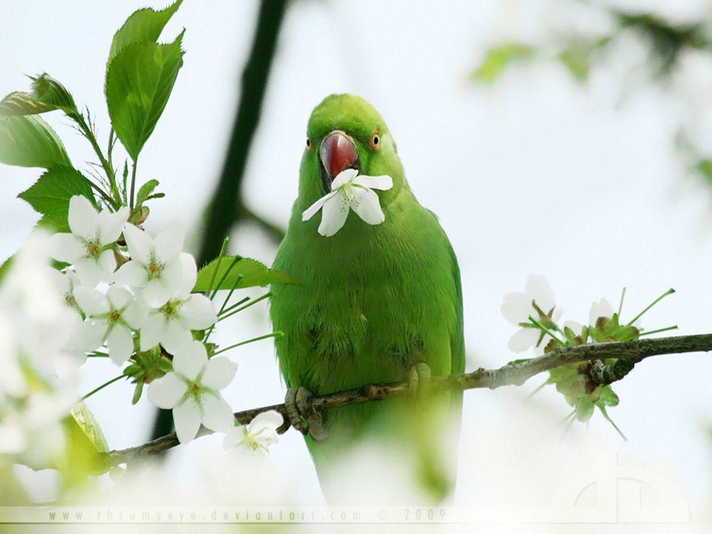 Wallpapers For > Green Parrots Wallpapers - Green Parrot Wallpaper Hd , HD Wallpaper & Backgrounds
