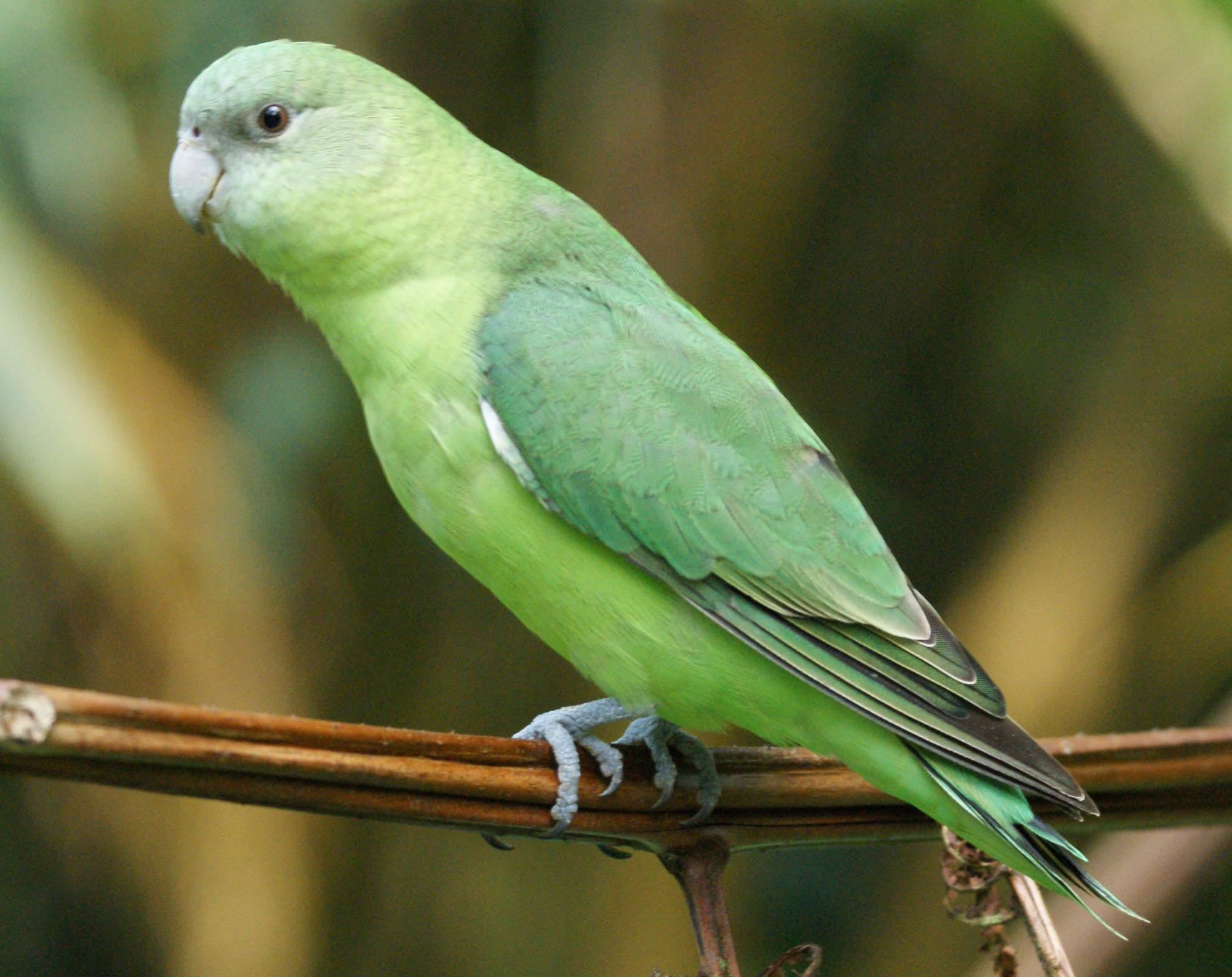 Types Of Green Parrots Wallpaper - Agapornis Canus , HD Wallpaper & Backgrounds
