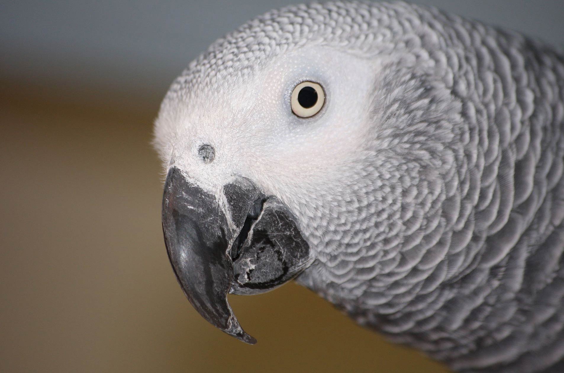 African Grey Parrot Wallpaper - Love Birds African Grey , HD Wallpaper & Backgrounds
