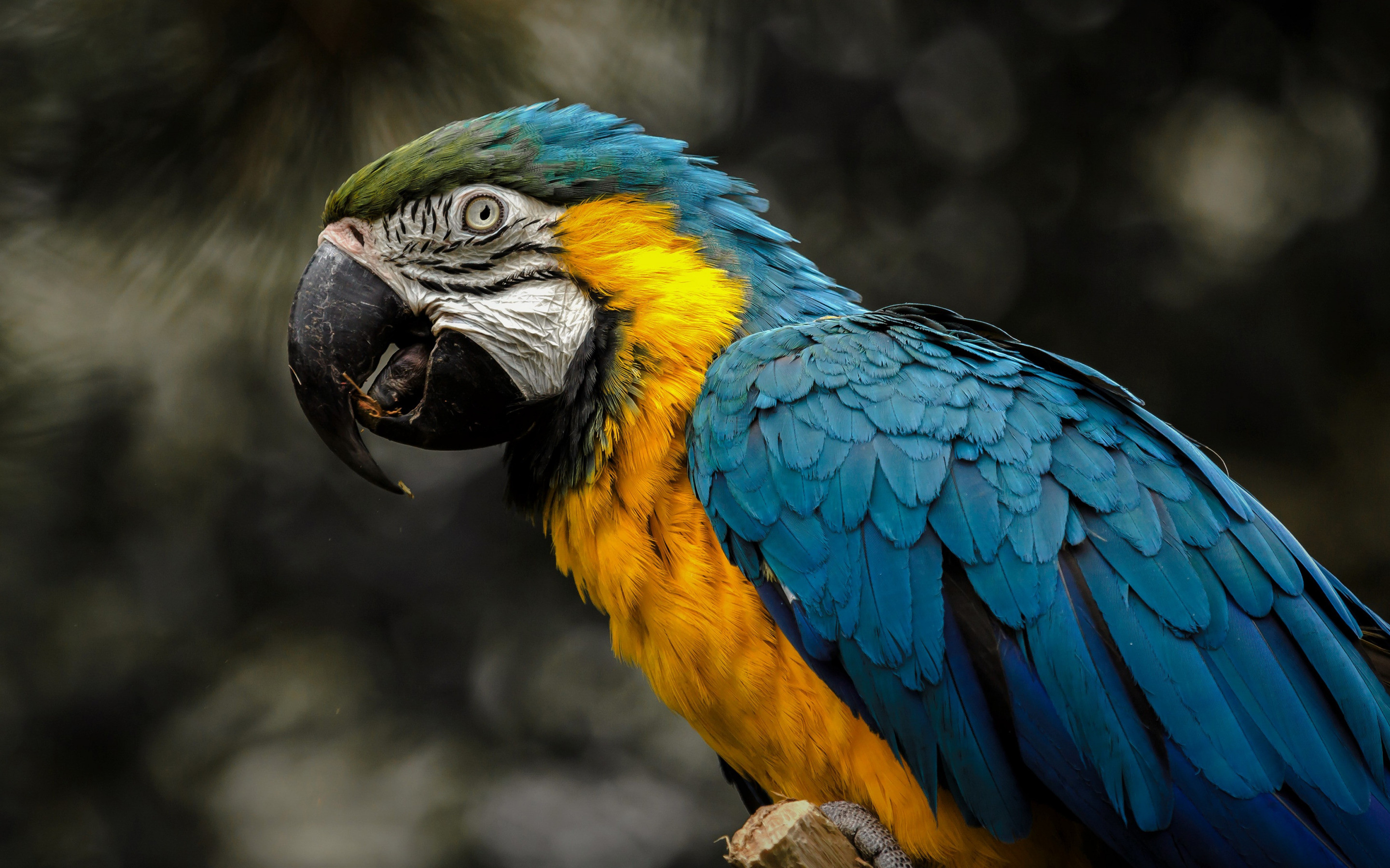 Macaw Parrot Hd Wallpaper 1080p The Galleries Of Hd , HD Wallpaper & Backgrounds