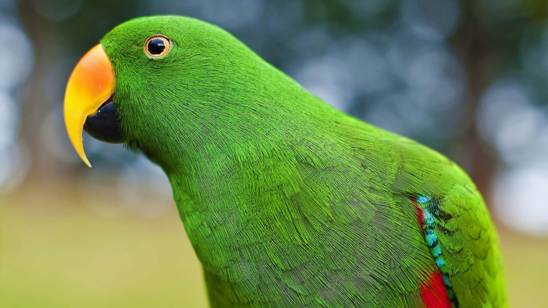 Green Parrot Picture - Parrot Beak , HD Wallpaper & Backgrounds