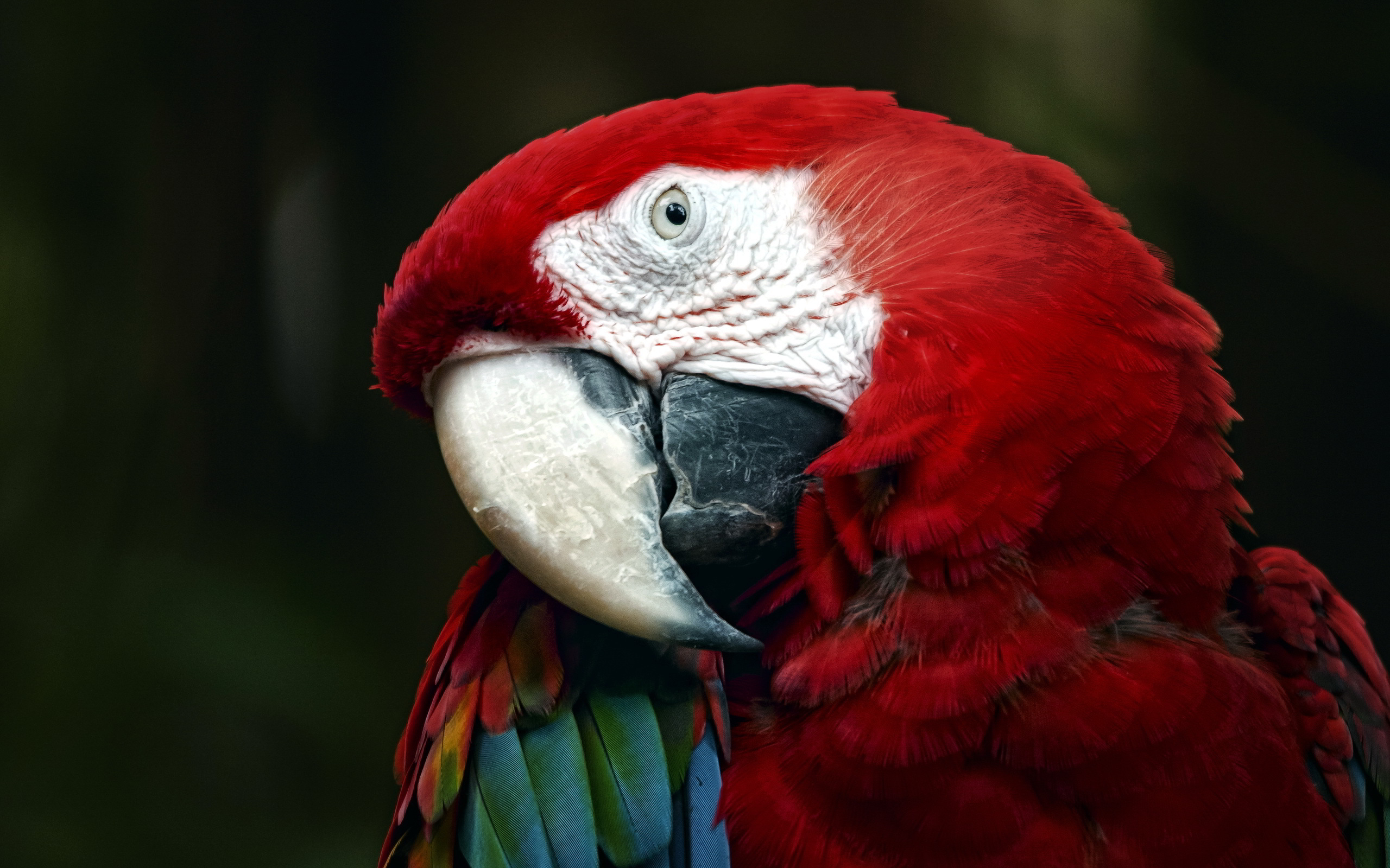 Red Parrot Wallpaper Photo - Macaw , HD Wallpaper & Backgrounds