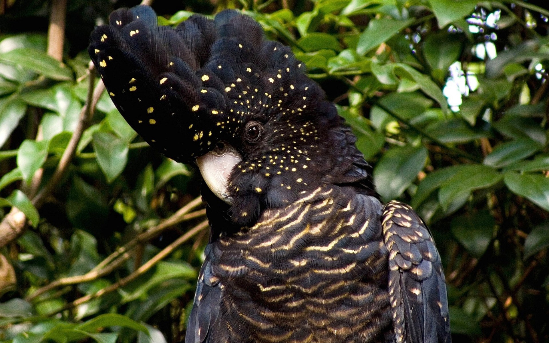 Bird Black Tree Cockatoo Bush Parrot Wallpaper National - Calyptorhynchus Banksii , HD Wallpaper & Backgrounds