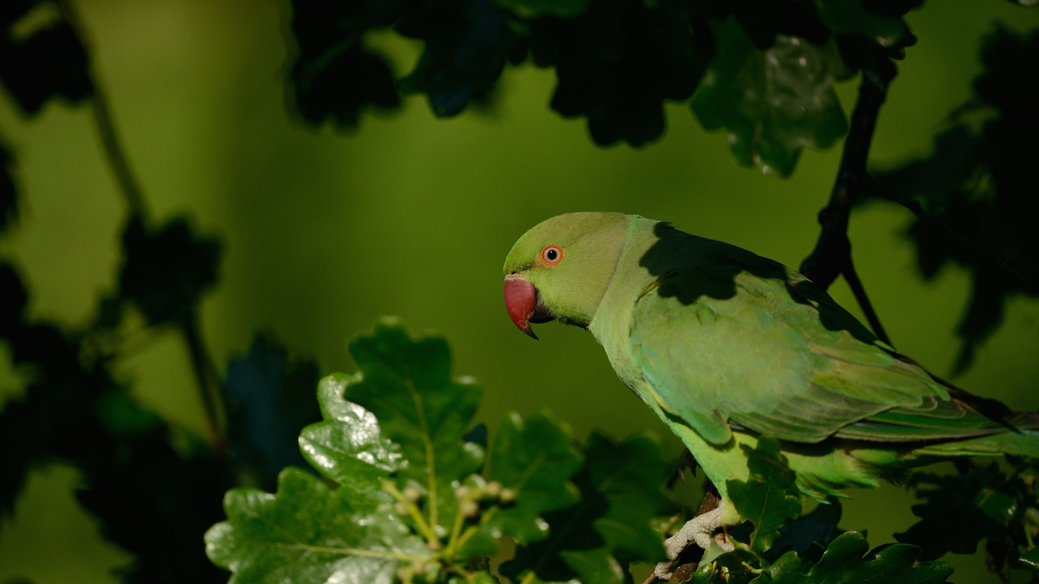 Wallpaper Green Parrot Bird, Sitting, Tree Branch - Зелёный Попугай С Красным Клювом , HD Wallpaper & Backgrounds