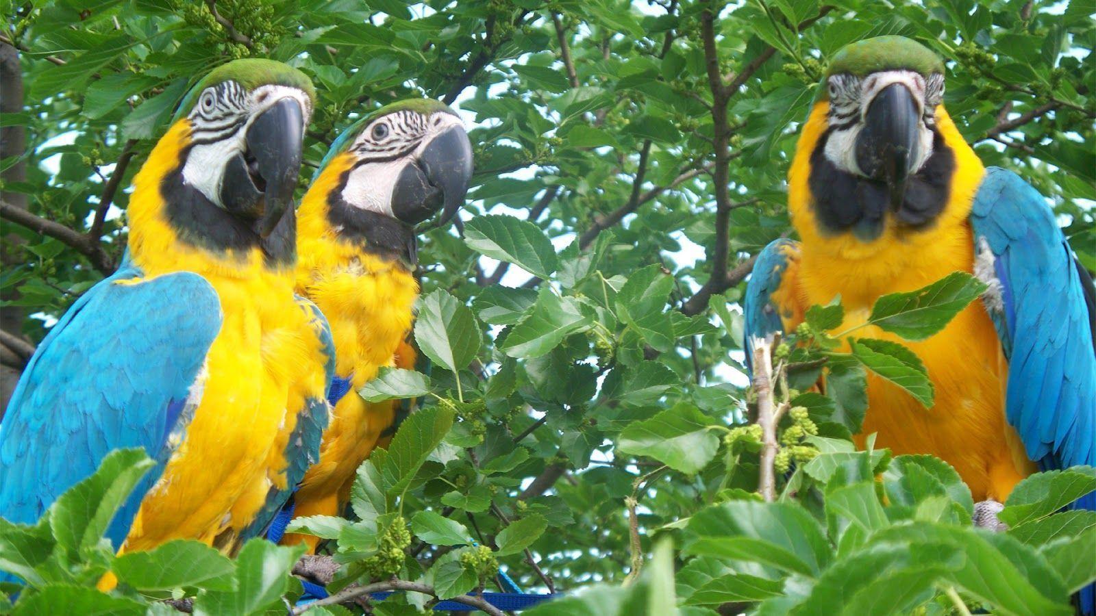 Macaw Parrot Wallpaper Download 1600×900 Wallpaper - Ara Ararauna , HD Wallpaper & Backgrounds