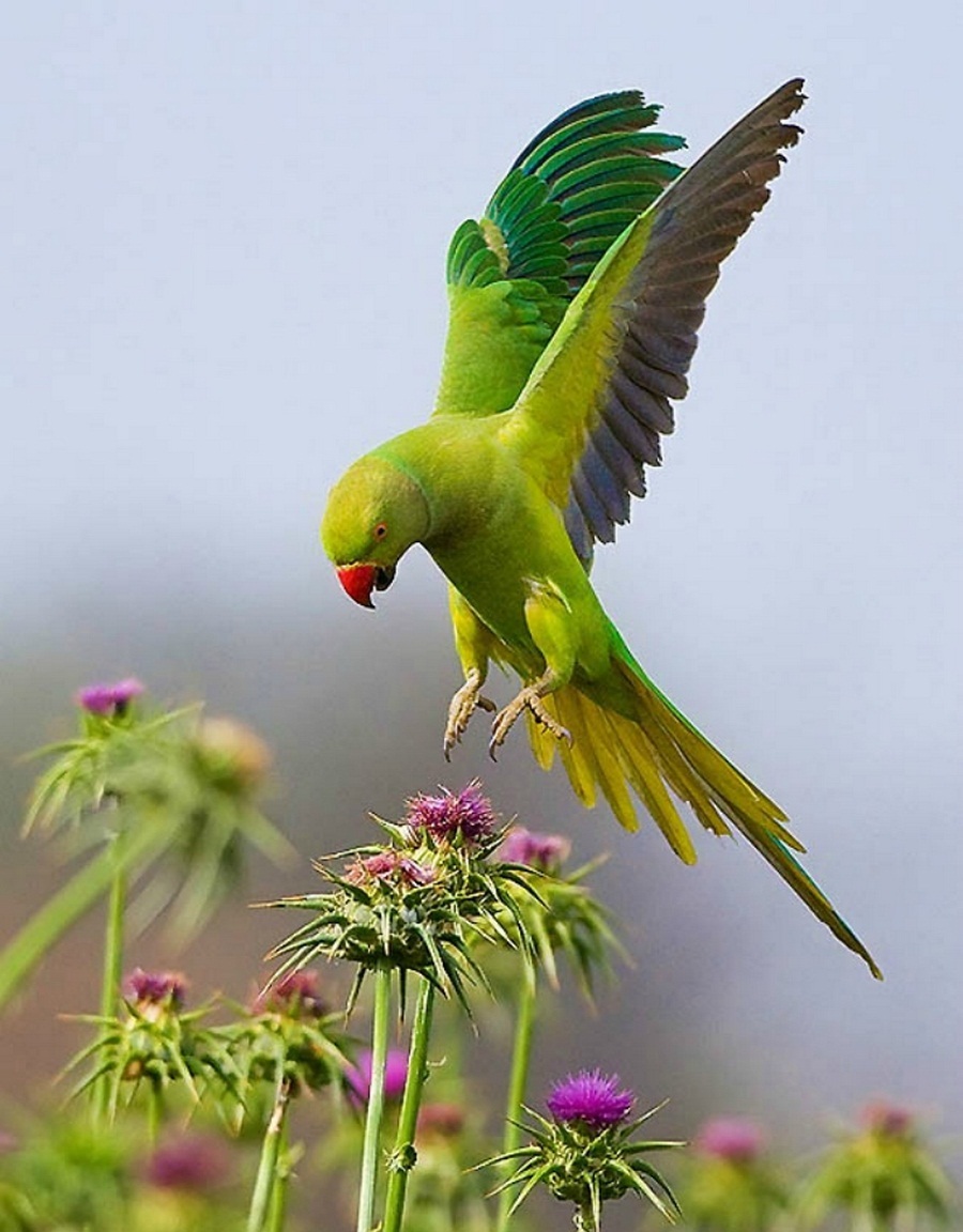 Green Parrot Hd Pictures Gallery Indian Green Parrot Bird Flying