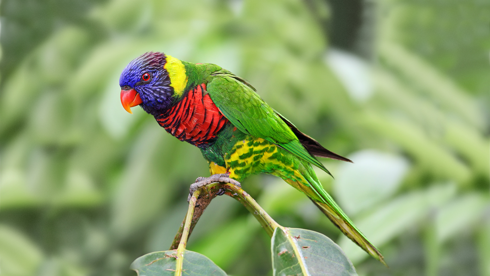 Colorful Rainbow Parrot Wallpaper 1920×1080 - Birds Species Of The Philippines , HD Wallpaper & Backgrounds