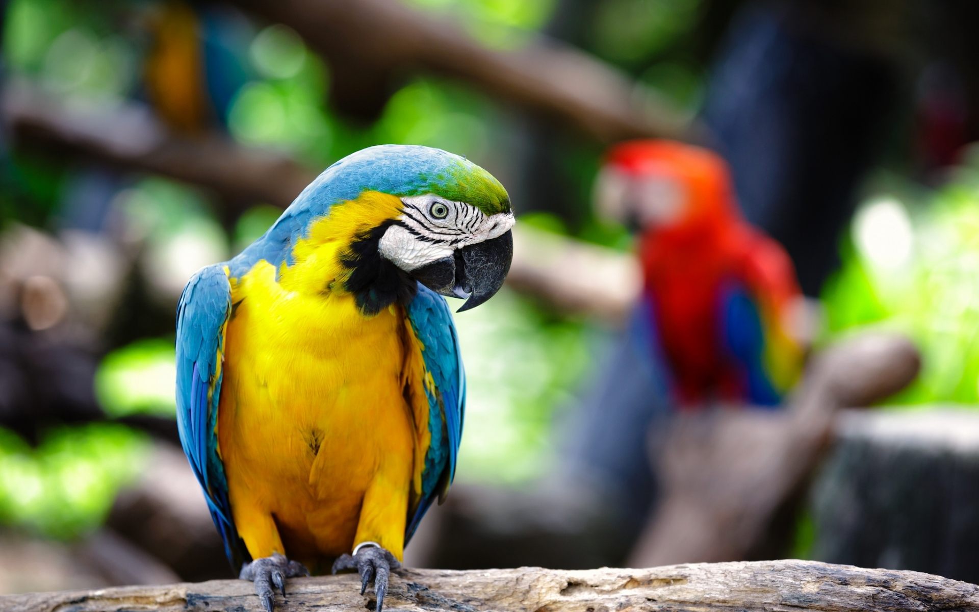 Download Pictures For Macaw Parrot Beverley Mason - Macaw Parrots Wallpaper Hd , HD Wallpaper & Backgrounds