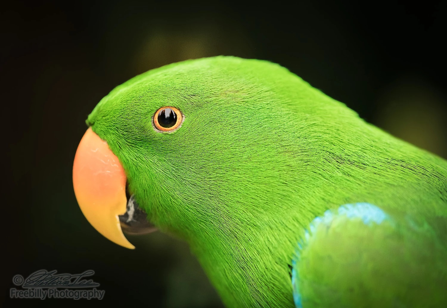 Green Parrot With Orange Peak Hd Wallpaper - Lovebird , HD Wallpaper & Backgrounds