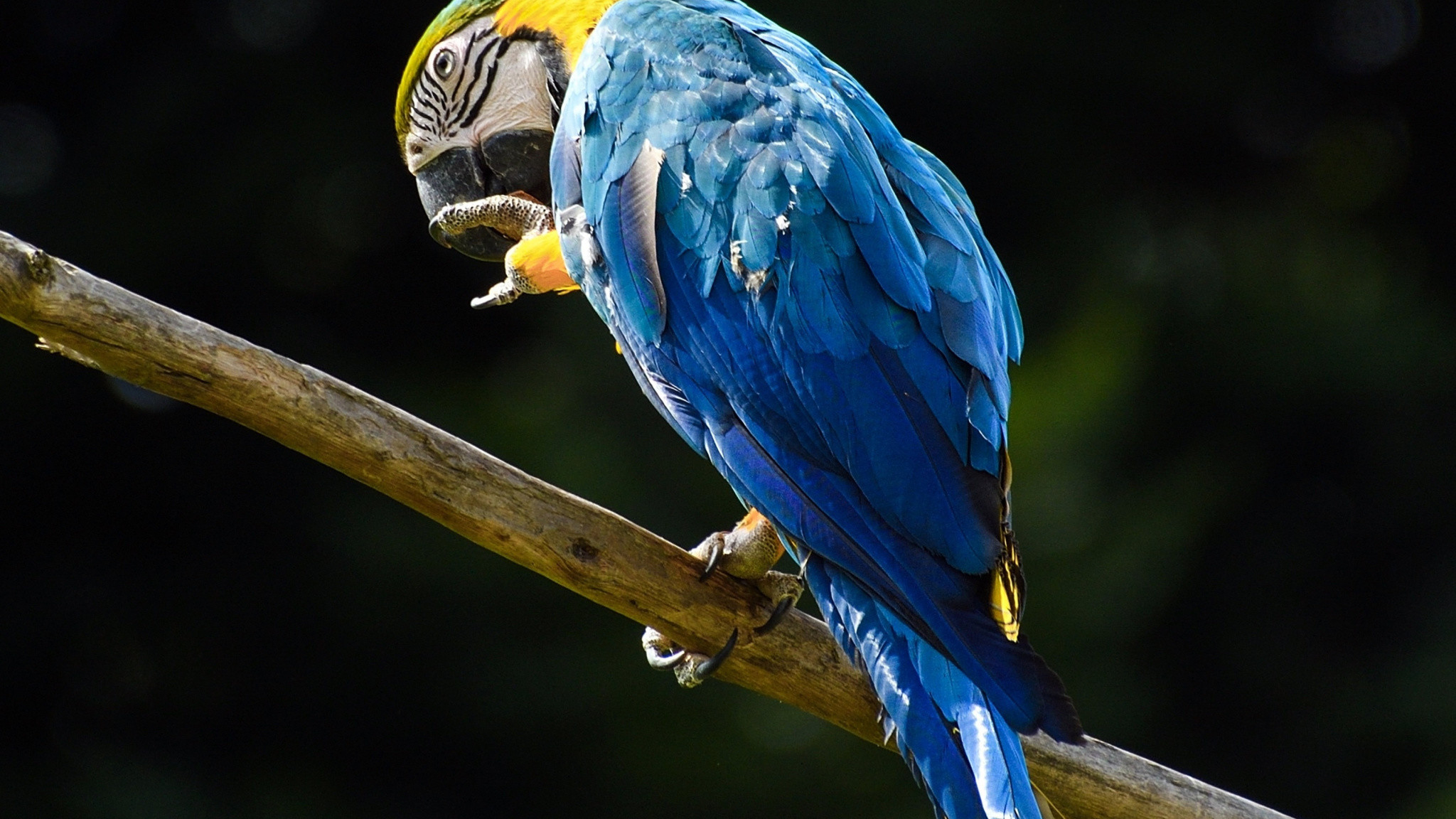 Blue, Macaw, Parrot, Wallpaper - Pisagor Resimli Sözler , HD Wallpaper & Backgrounds