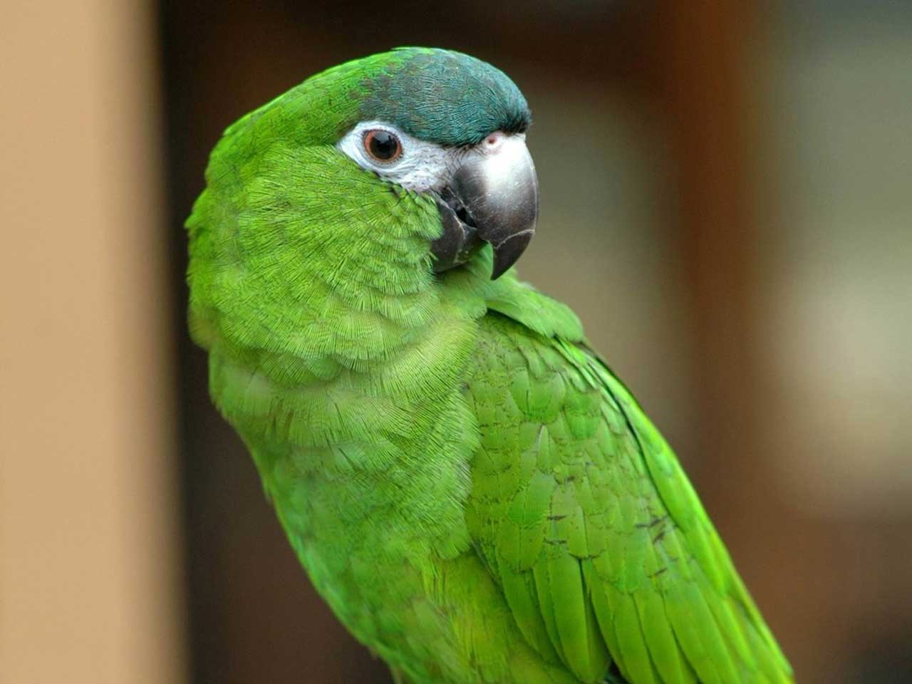 Green Parrot Names Hd Wallpaper Background Images - Green Parrot , HD Wallpaper & Backgrounds