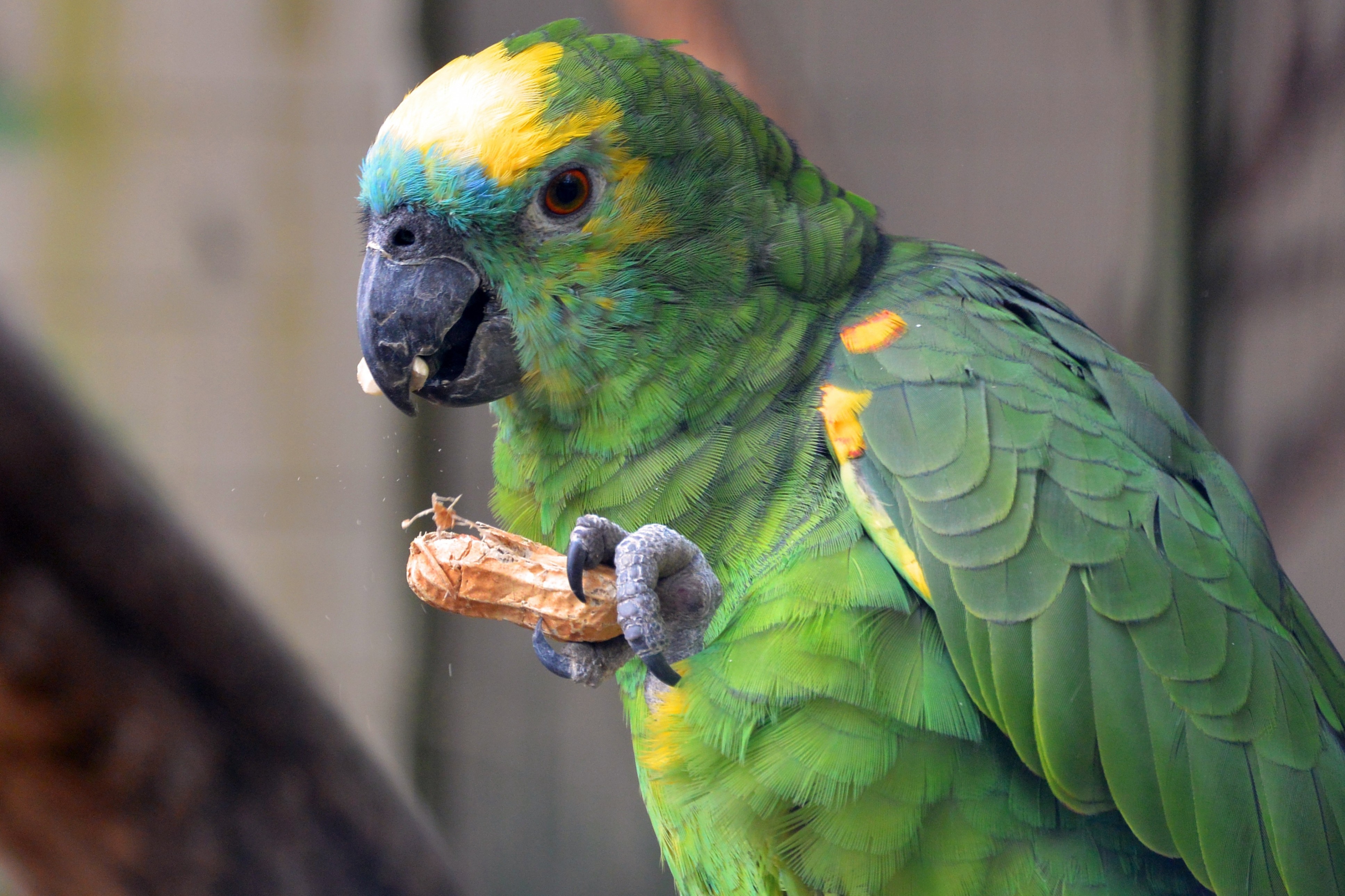 Green Parrot, Eating Peanut, Birds, Close-up - Captain Flint Treasure Island Parrot , HD Wallpaper & Backgrounds