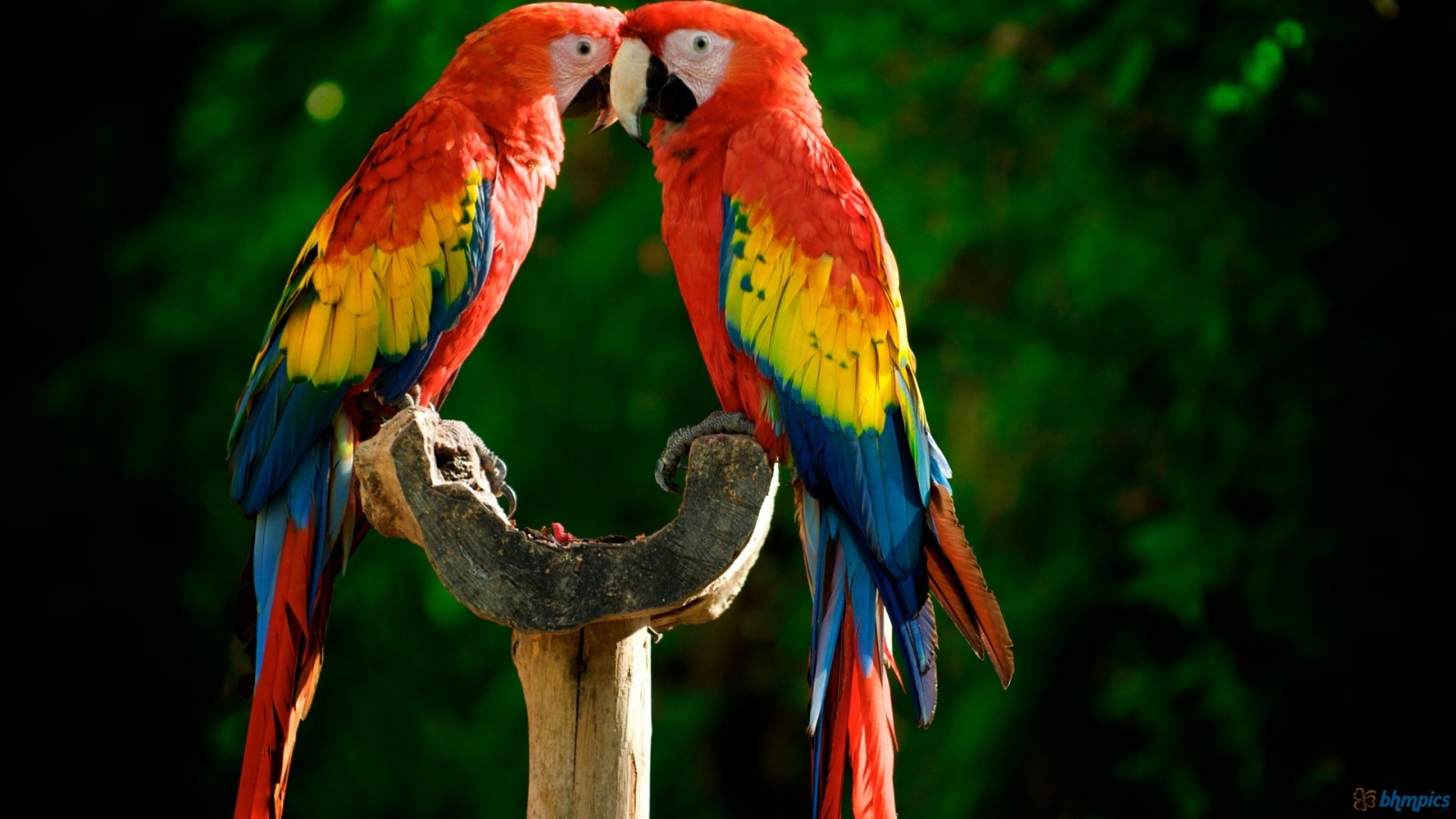 Parrot Wallpaper Download - Parrot Couple , HD Wallpaper & Backgrounds