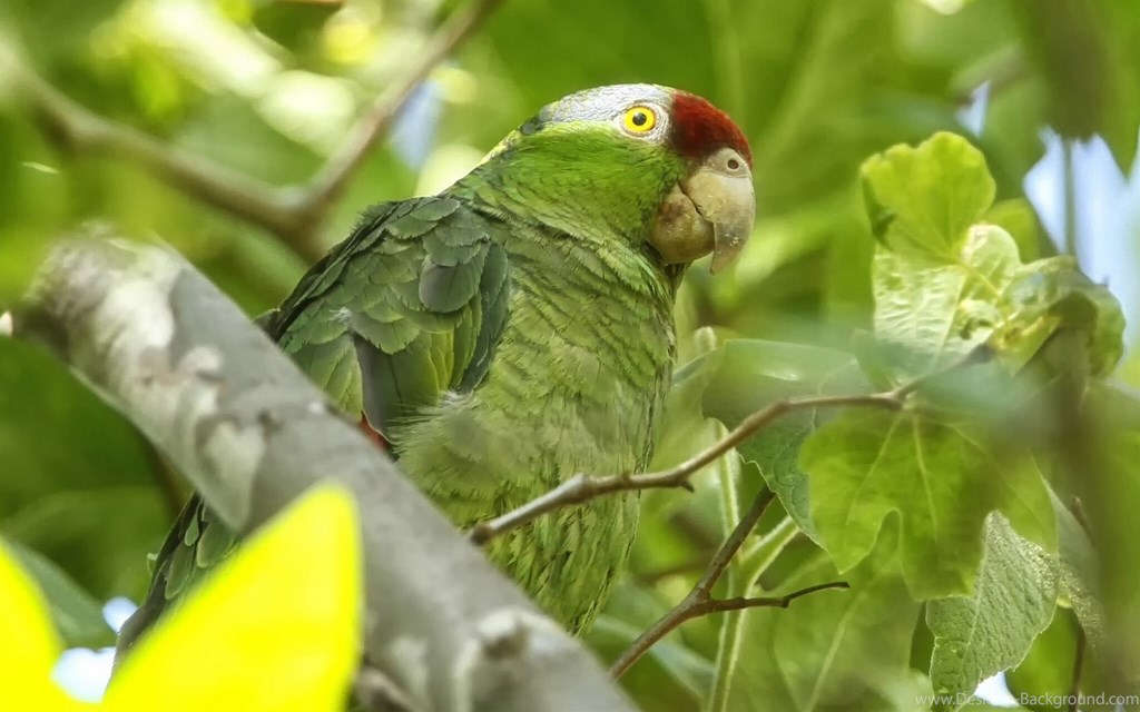 Amazon Birds, Green Parrot Wallpaper,amazon Hd Wallpaper,birds - Parrot , HD Wallpaper & Backgrounds