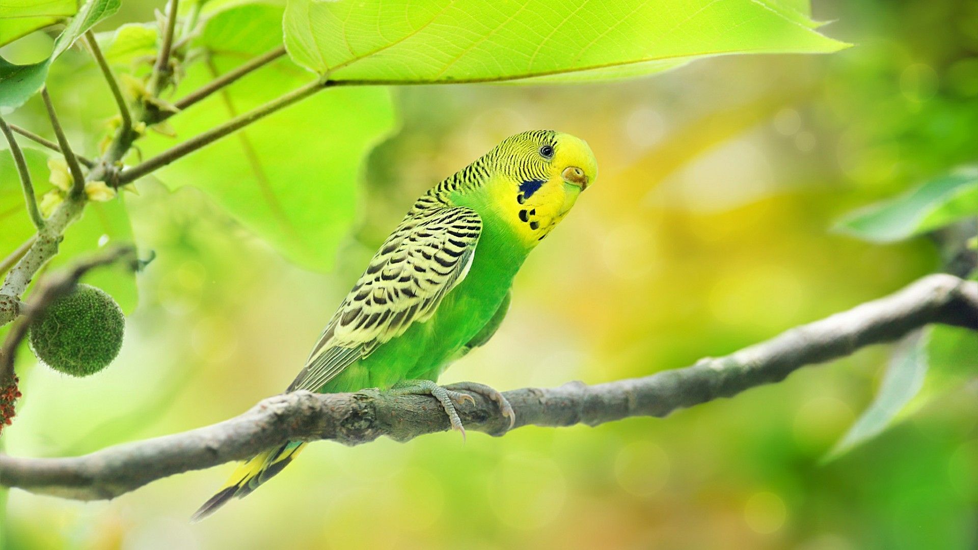 Image Result For Parakeet Wallpapers - Parakeet Wallpaper Hd , HD Wallpaper & Backgrounds